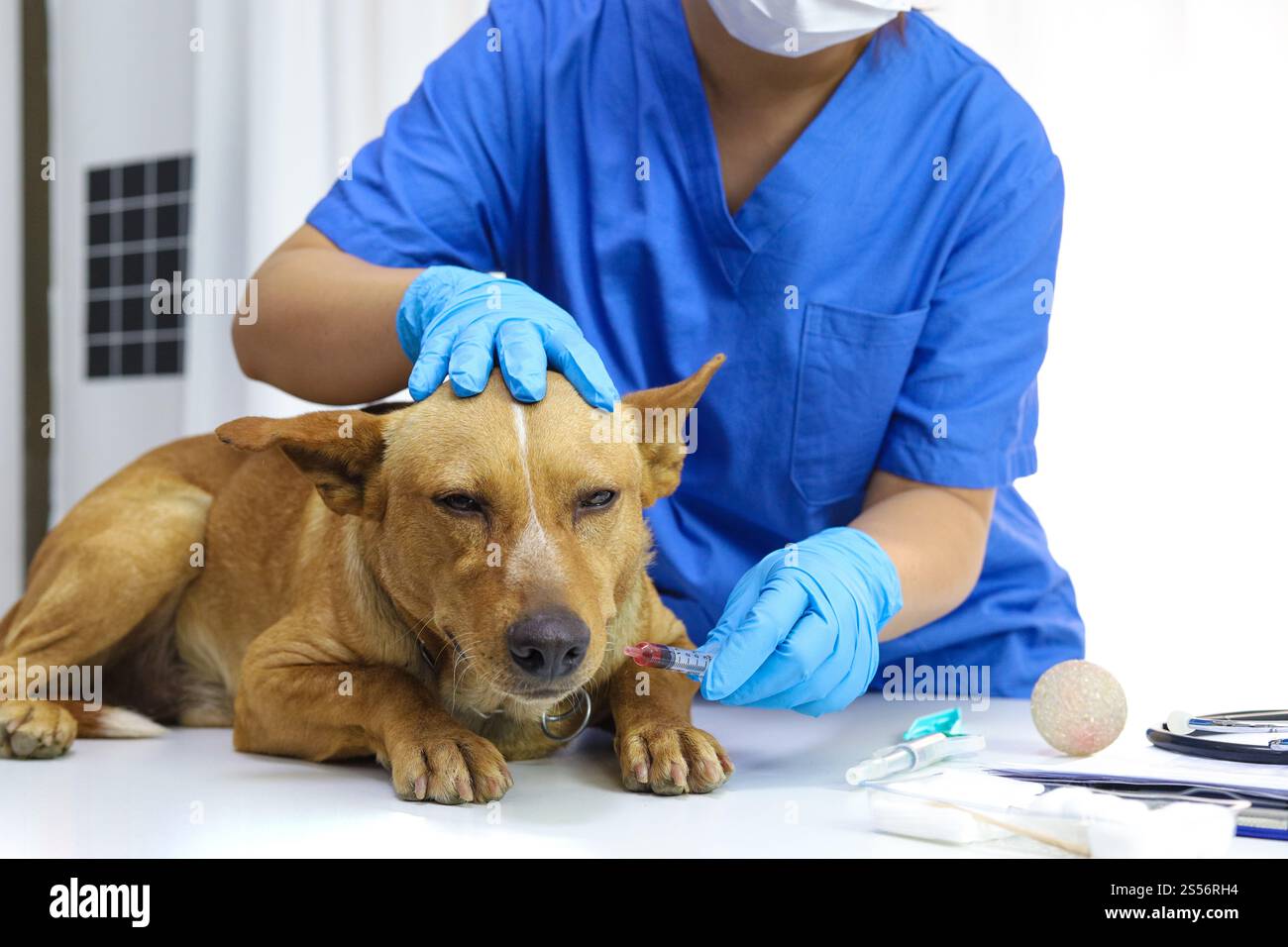 Cane sul tavolo d'esame della clinica veterinaria. Assistenza veterinaria. Medico veterinario e cane Foto Stock