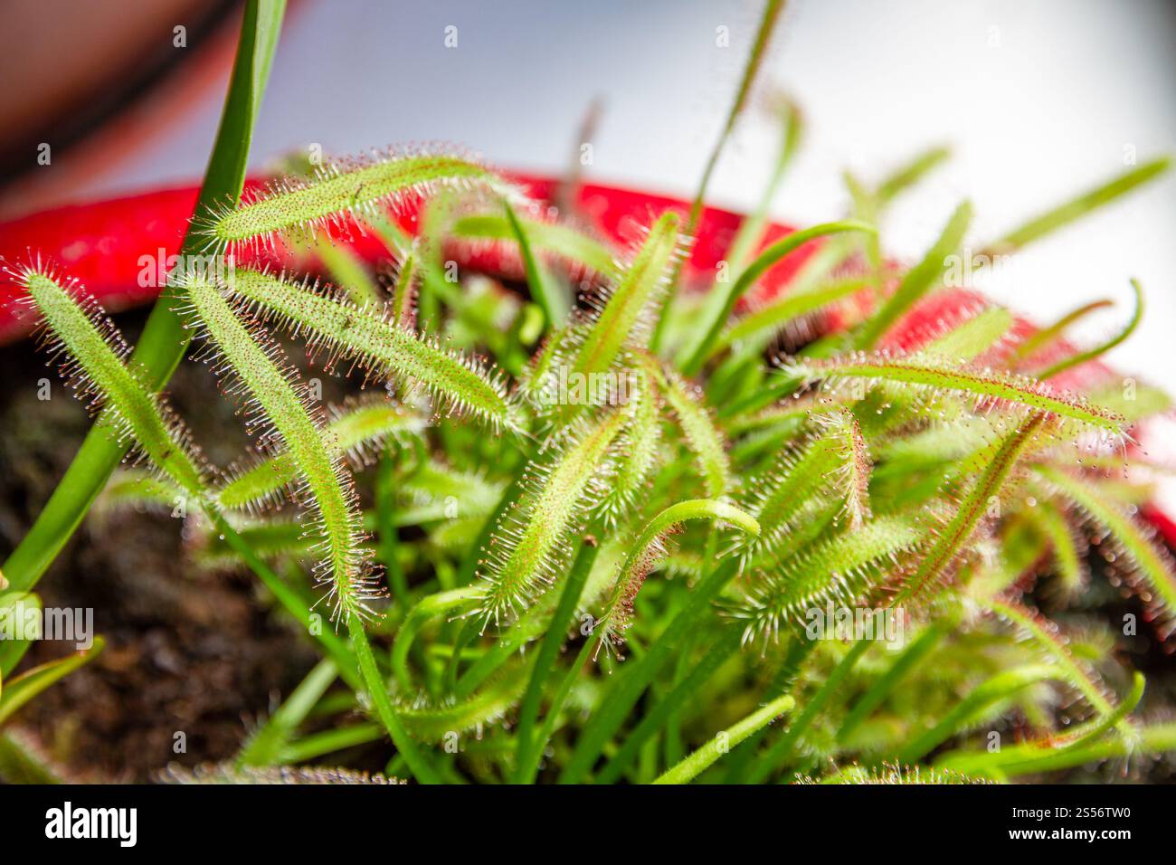 Pianta carnivora Sundews. Vista ravvicinata di Drosera Capensis. Sundews, Drosera Capensis vista ravvicinata della pianta carnivora Foto Stock