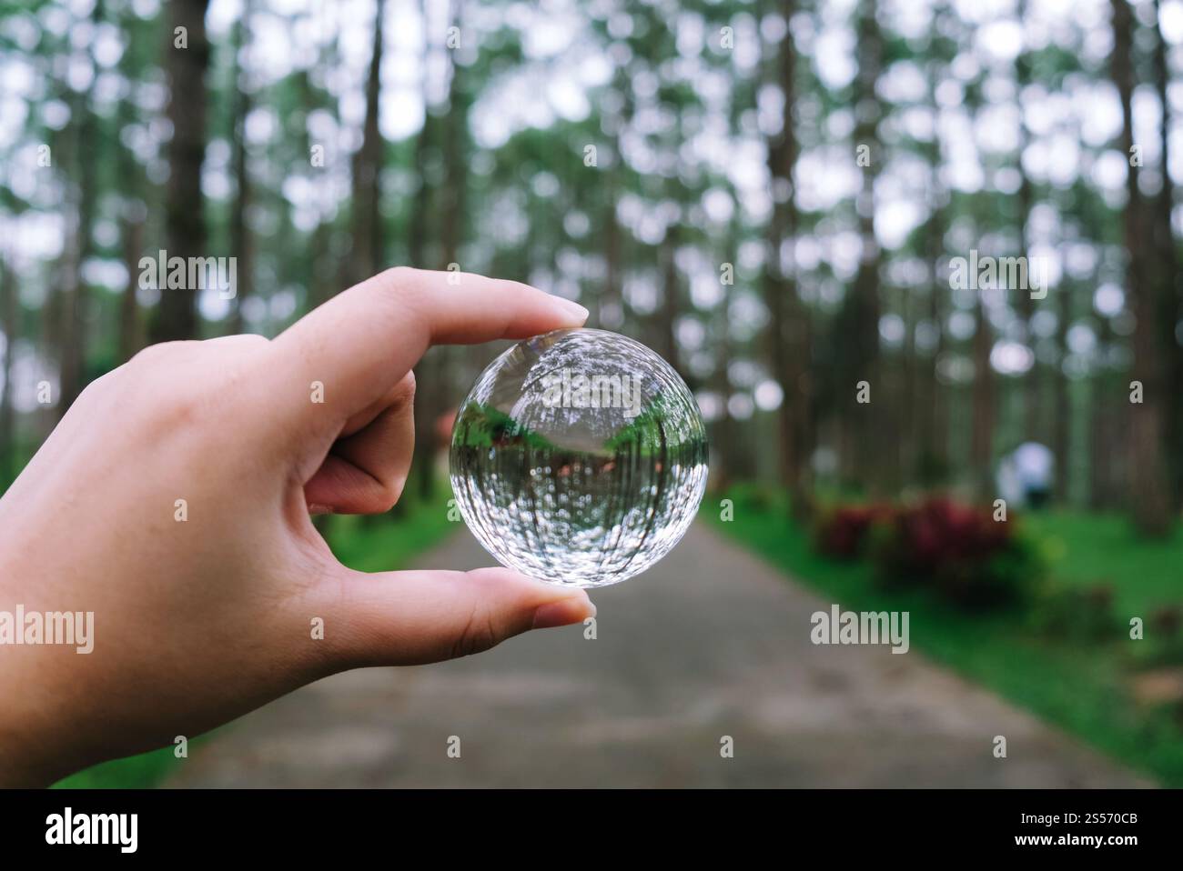 Salvare il mondo. Giorno della terra. Risparmio energetico. Concetto di risparmio mondiale. Palla di cristallo nel Parco Nature Pine Foto Stock