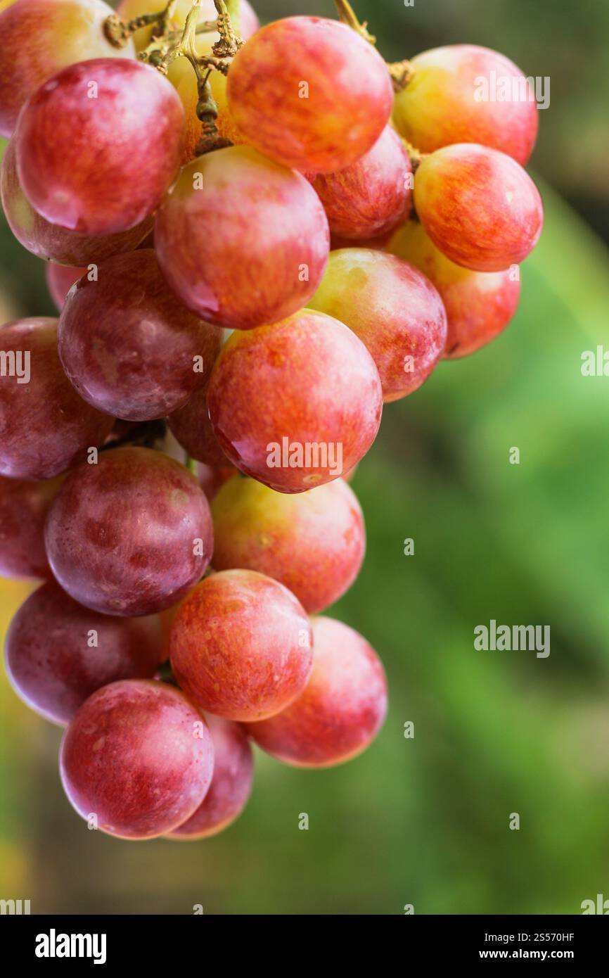 uva frutta su fondo di legno Foto Stock