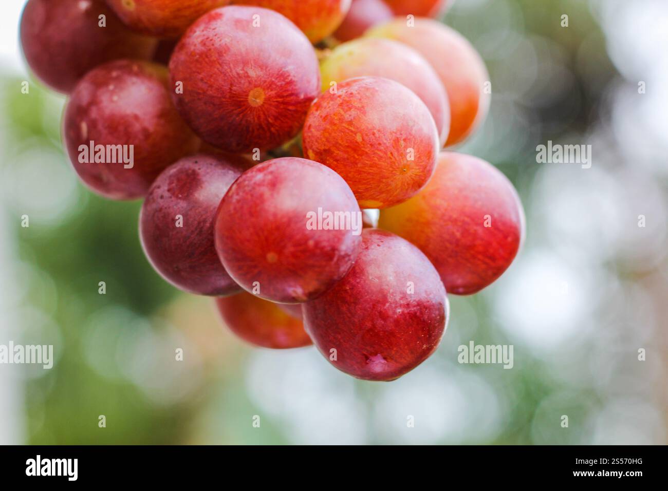 uva frutta su fondo di legno Foto Stock