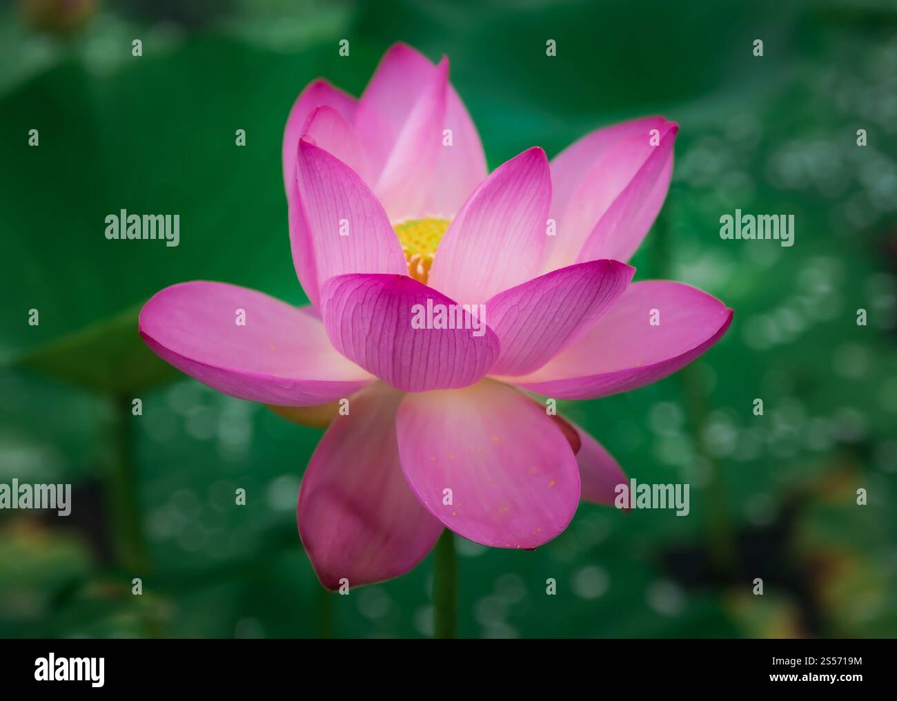 Primo piano di un fiore di loto rosa dell'Estremo Oriente (Nelumbo komarovii) con goccioline d'acqua, petali vivaci e sfondo sfocato verde. Preso a Primorsk Foto Stock