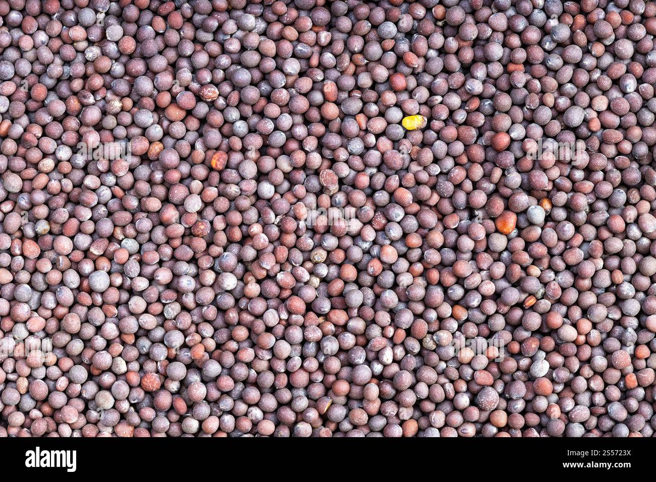 cibo di fondo - molti semi marroni di brassica nigra senape Foto Stock