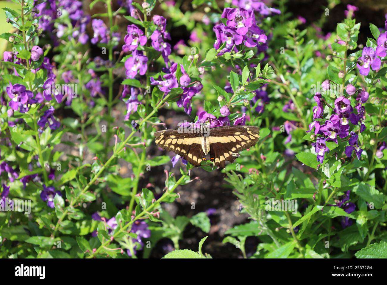 farfalla marrone e giallo chiaro su fiori viola Foto Stock