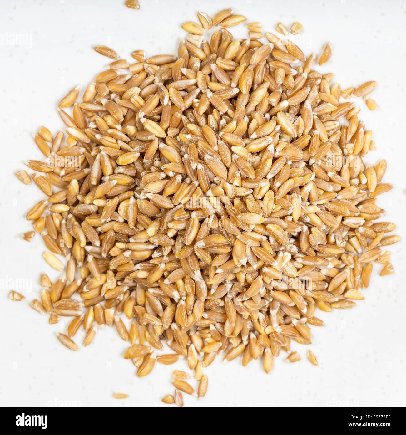Vista dall'alto del mucchio di grani di grano arginato Emmer farro primo piano sulla piastra in ceramica grigia Foto Stock