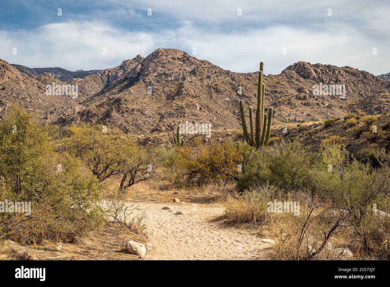 Esplora l'aspra bellezza del Catalina State Park in Arizona, con torreggianti cactus saguaro e paesaggi desertici panoramici. Foto Stock
