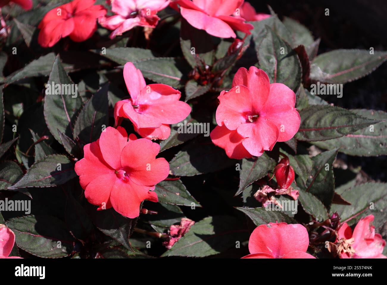spruzzo di fiori rossi contro foglie verdi scure Foto Stock