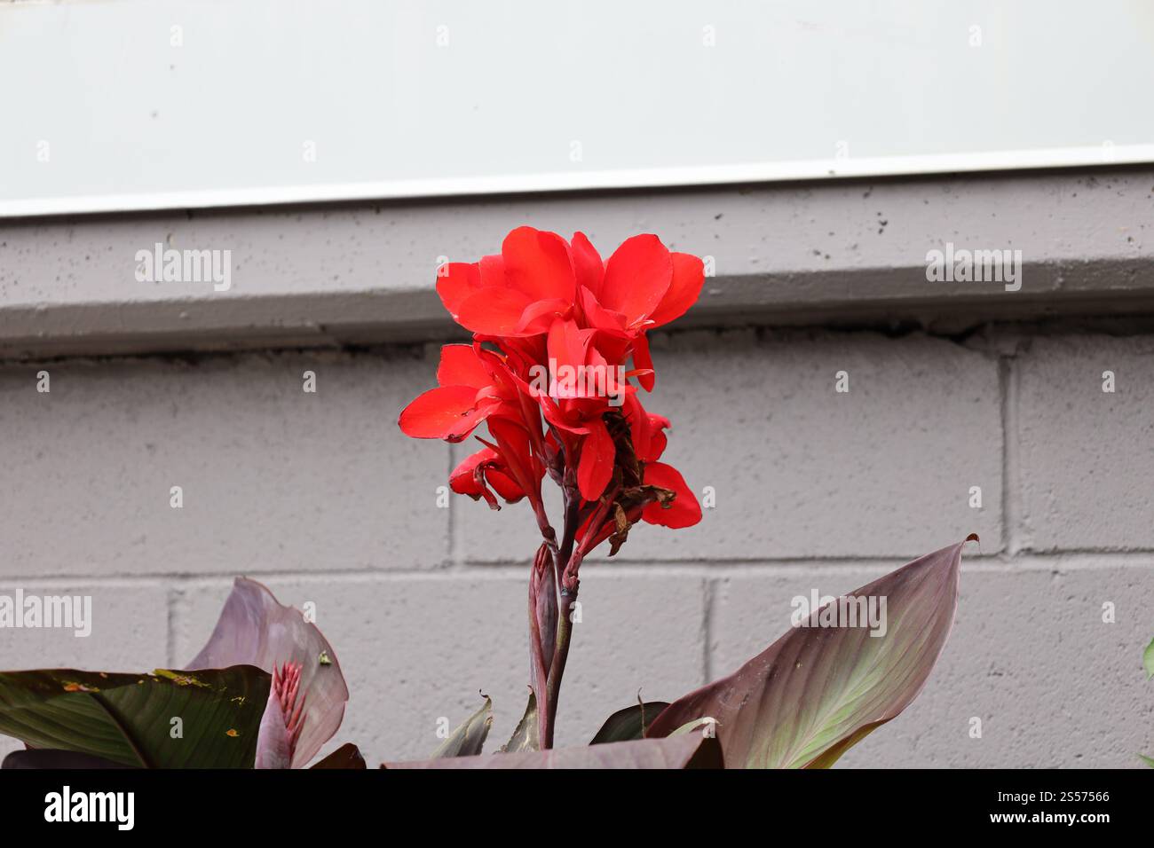bouquet di fiori rossi sopra le foglie verdi viola contro il muro del blocco di cenere Foto Stock