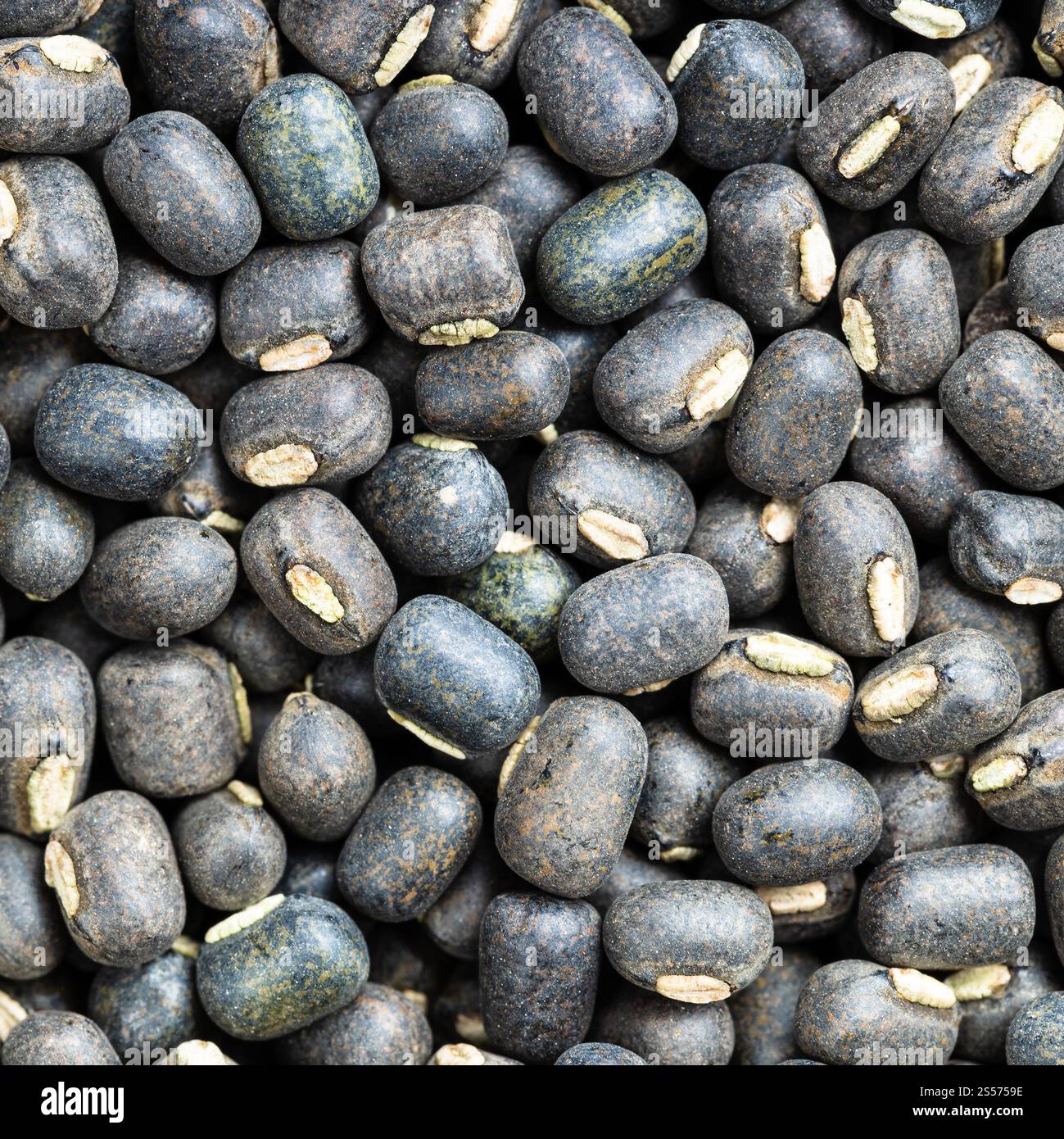 fondo di cibo quadrato - fagioli di urad interi neri grezzi vicino su Foto Stock