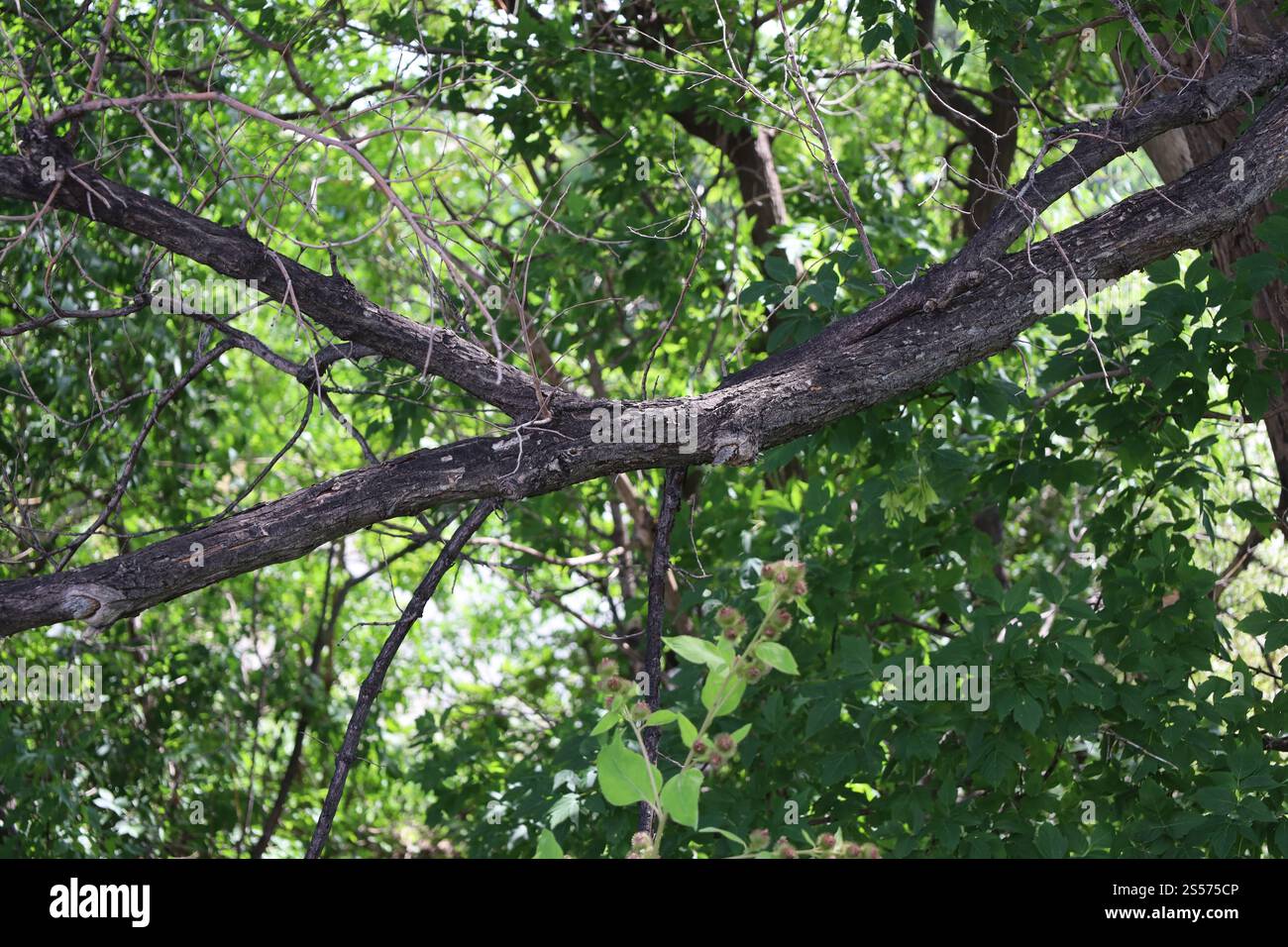 il sole dannava il ramo degli alberi contro cespugli e alberi in estate Foto Stock