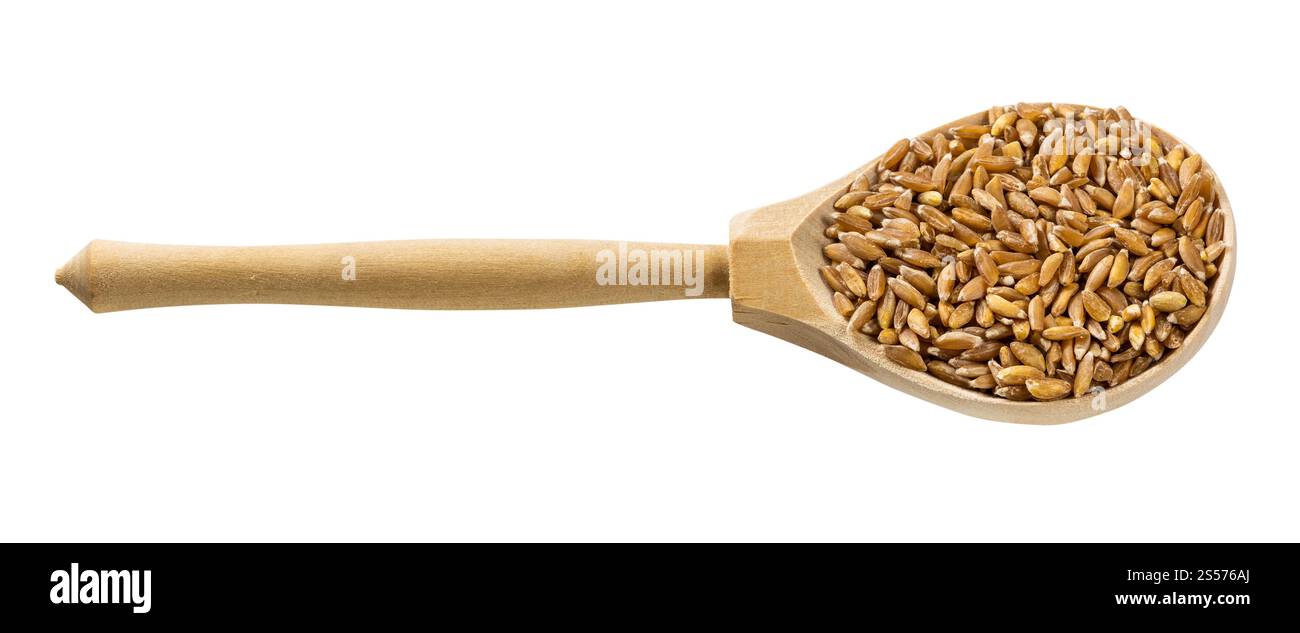 Cucchiaio di legno con Emmer farro senza cottoli grani di grano isolato su sfondo bianco Foto Stock