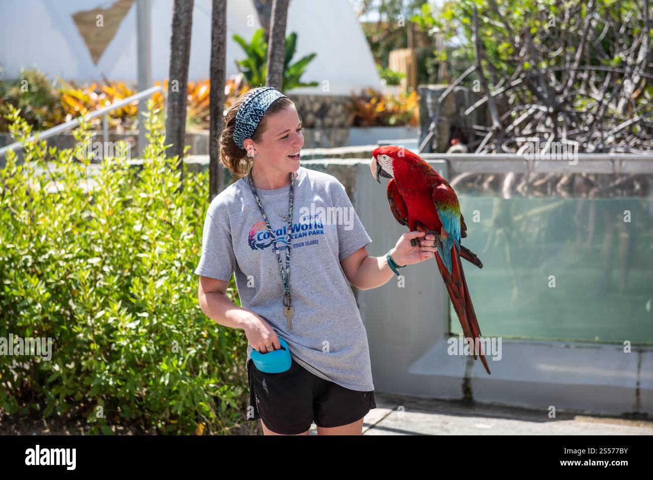 St. Thomas, USVI USA - 14 marzo 2018: Incontro con gli animali con il pappagallo al Coral World Ocean Park. Foto Stock