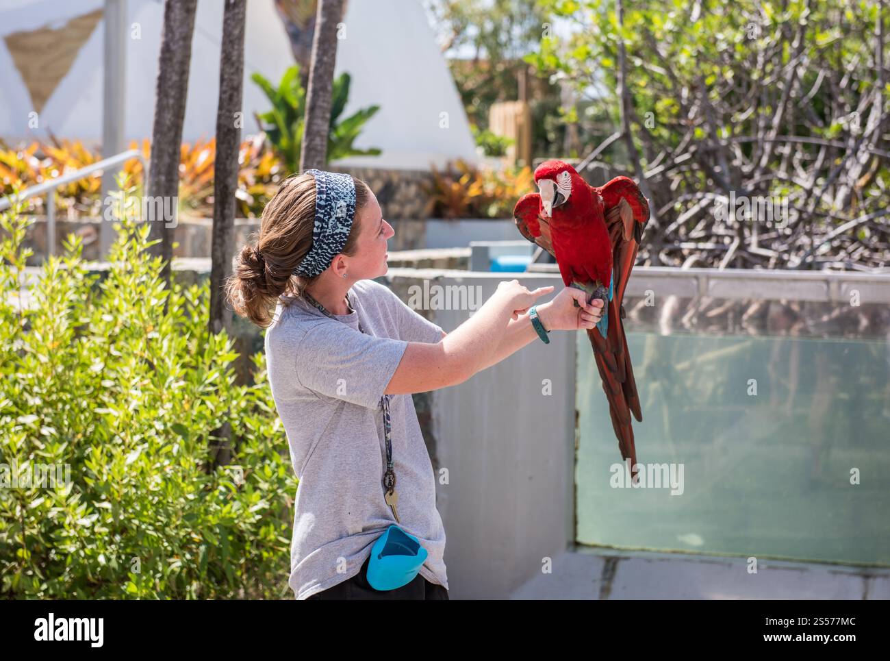 St. Thomas, USVI USA - 14 marzo 2018: Incontro con gli animali con il pappagallo al Coral World Ocean Park. Foto Stock