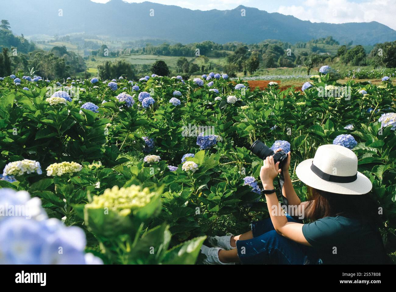 fotografia di viaggio scattando foto nel giardino di ortensia Foto Stock