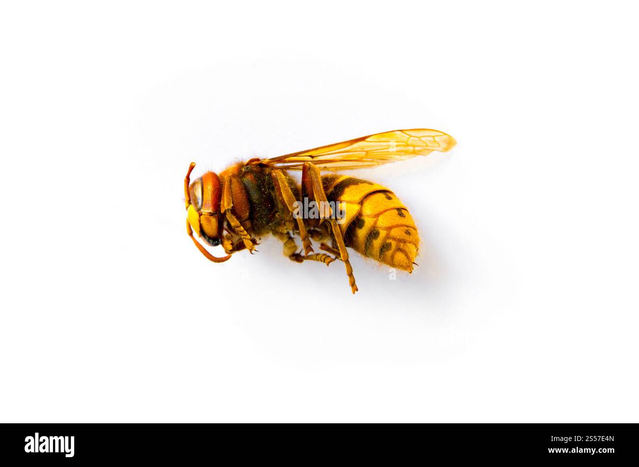 Calabrone europeo essiccato isolato su fondo bianco. Hornet isolato su sfondo bianco Foto Stock