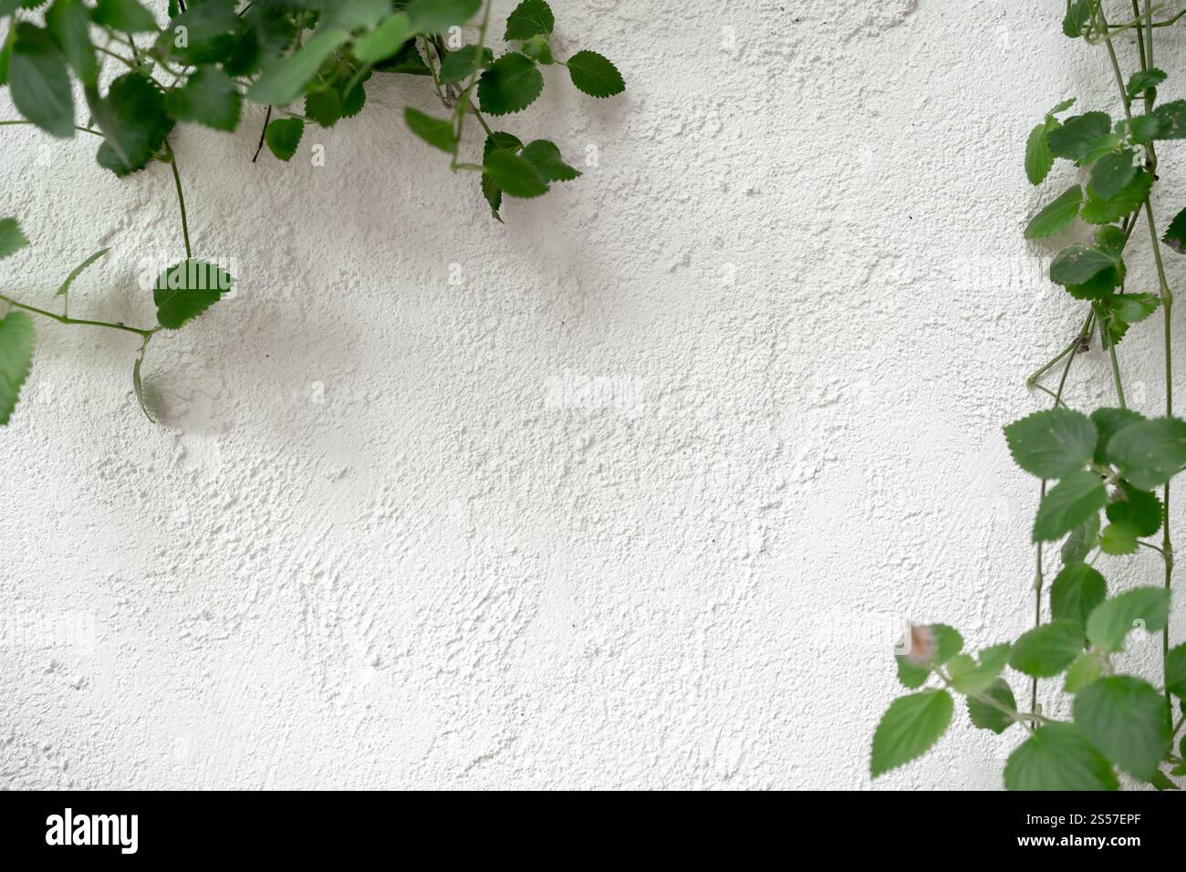 Pareti in cemento bianco con sfondo in pietra su piante. Sfondo a parete ruvido bianco. Foto Stock