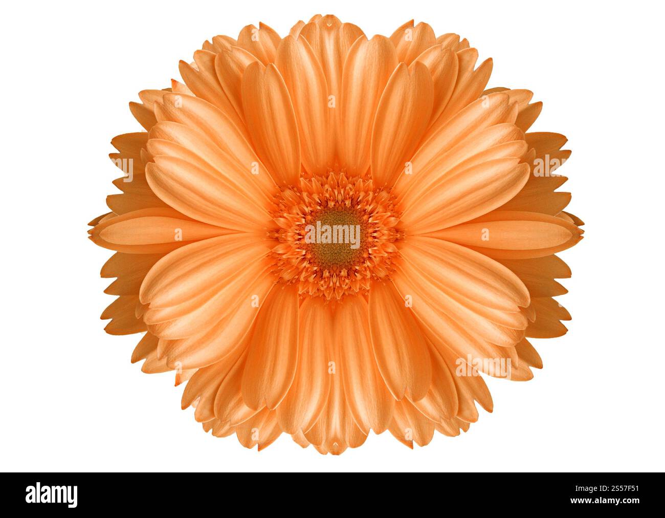 Un grande fiore isolato su sfondo bianco. grande fiore Foto Stock