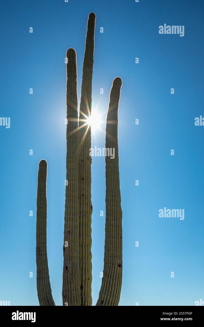 Un alto cactus saguaro si erge contro un cielo blu brillante mentre la luce del sole crea un effetto solare, evidenziando la bellezza del deserto di Sonora. Foto Stock