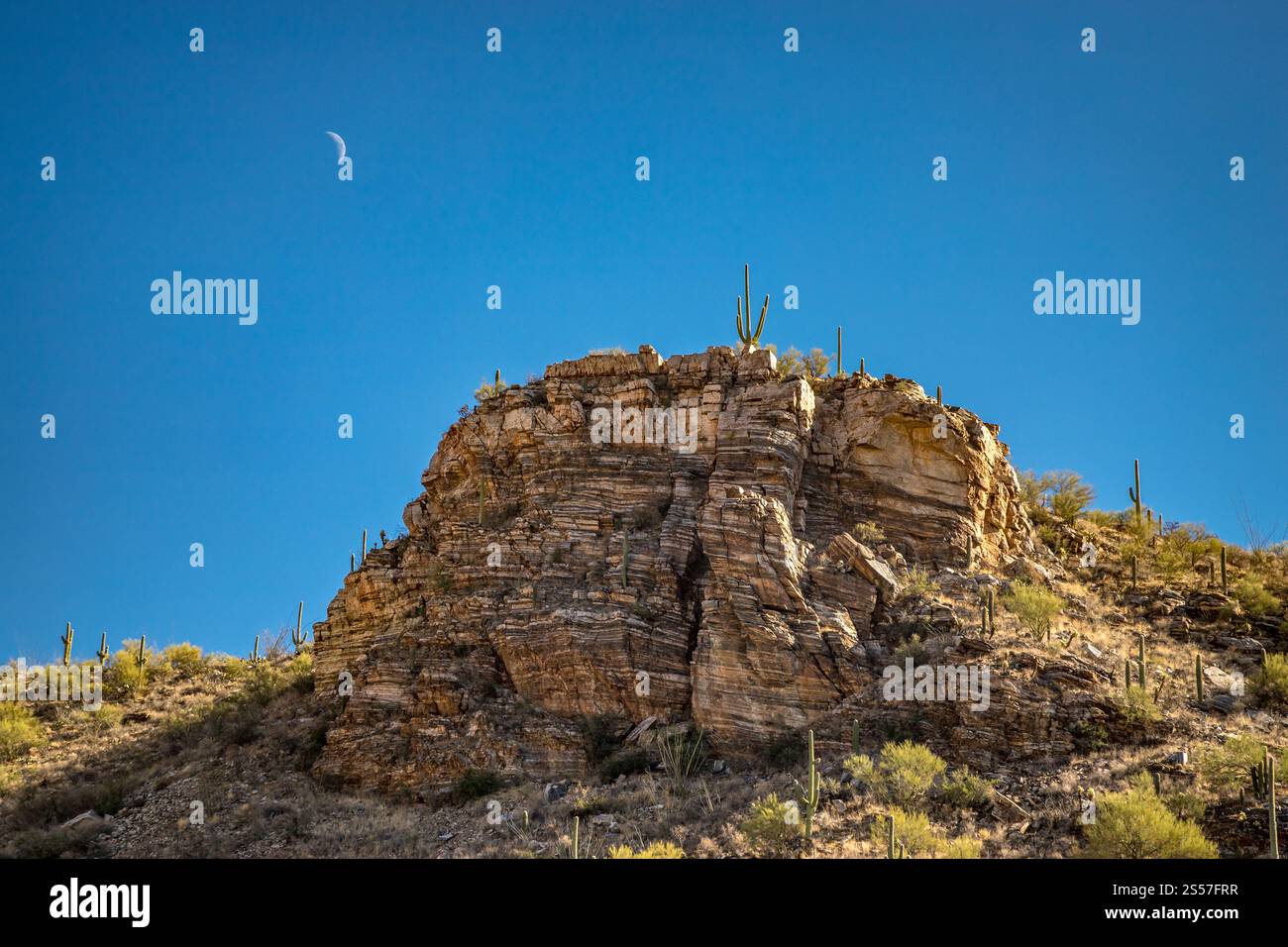 L'escursione attraverso il Bear Canyon rivela splendidi paesaggi rocciosi punteggiati di cactus del Saguaro contro un cielo azzurro al tramonto. Foto Stock
