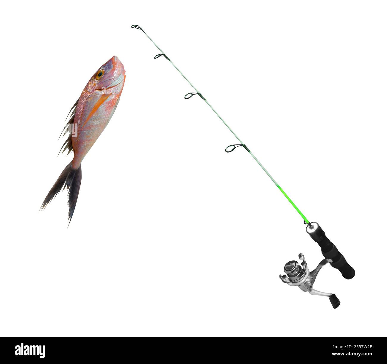 pesce su canna da pesca su sfondo bianco. pesca con canna da pesca Foto Stock