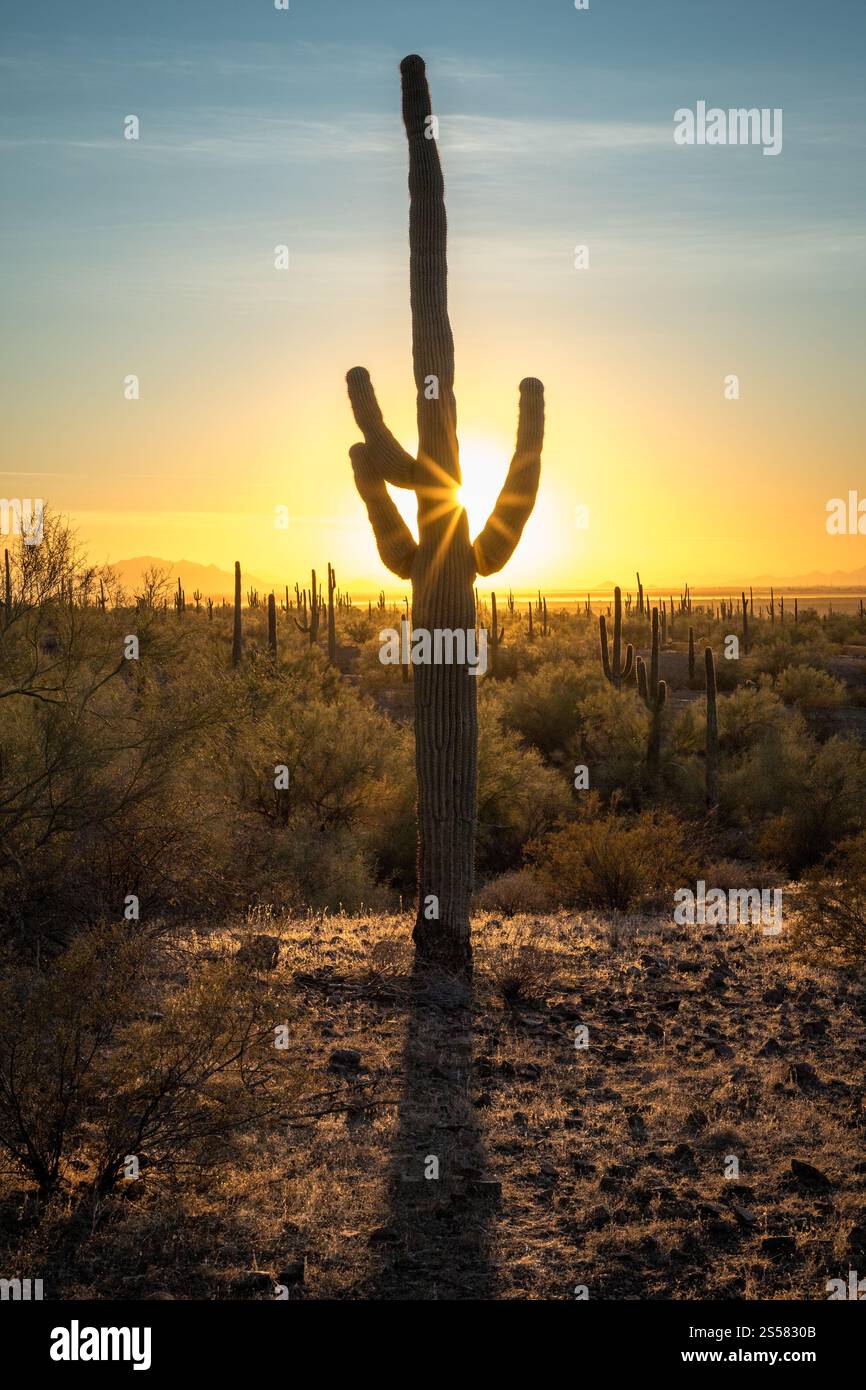 All'imbrunire, una sagoma di cactus Saguaro contrasta con uno splendido tramonto al Picacho Peak State Park nel deserto di Sonora. Foto Stock