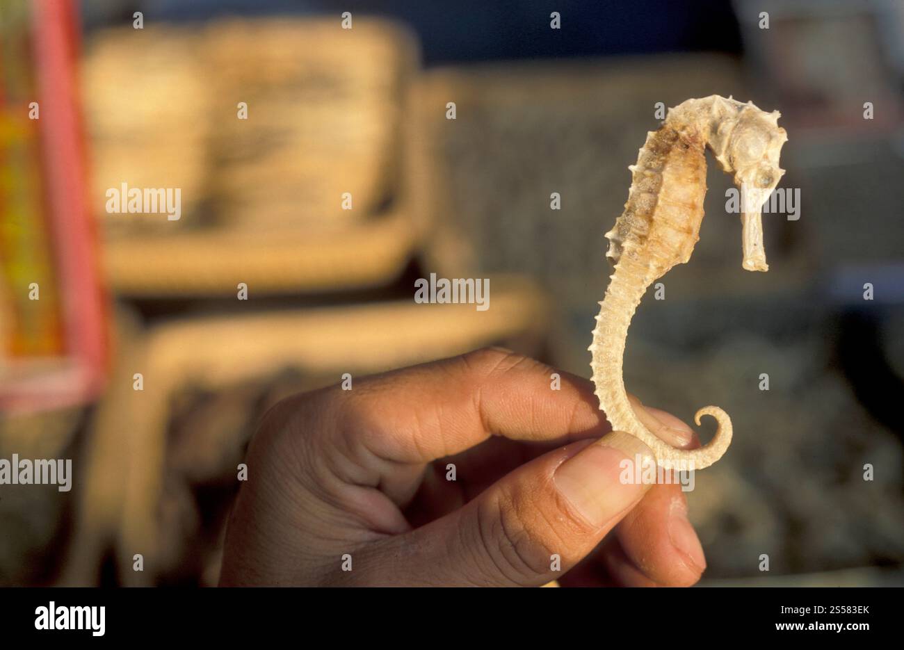 Un cavallo di mare secco di medicina tradizionale cinese in alternativa in un negozio di strada nel centro della città di Pechino in Cina. Cina, Pechino, ottobre 1997 Foto Stock