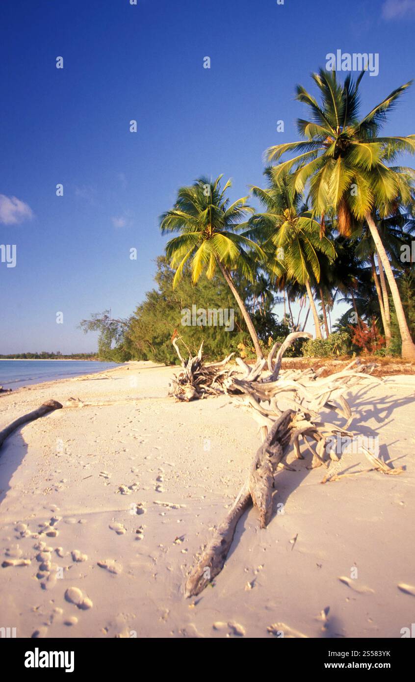 Il paesaggio sulla costa orientale al villaggio di Bwejuu sull'isola di Zanzibar in Tanzania. Tanzania, Zanzibar, Bwejuu, ottobre 2004 Foto Stock