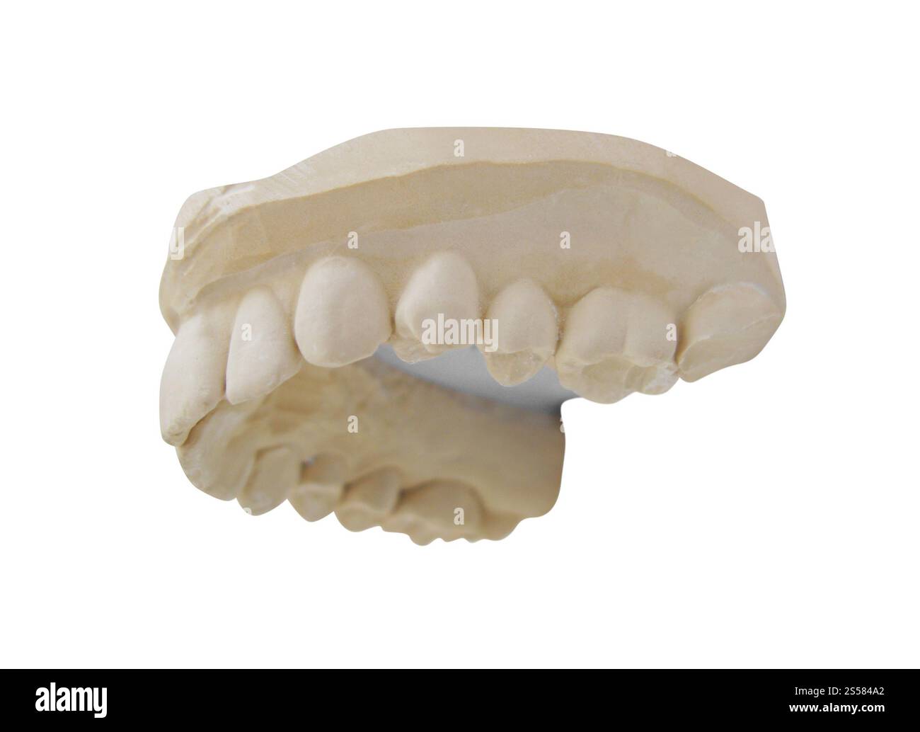 i denti si modellano su sfondo bianco Foto Stock
