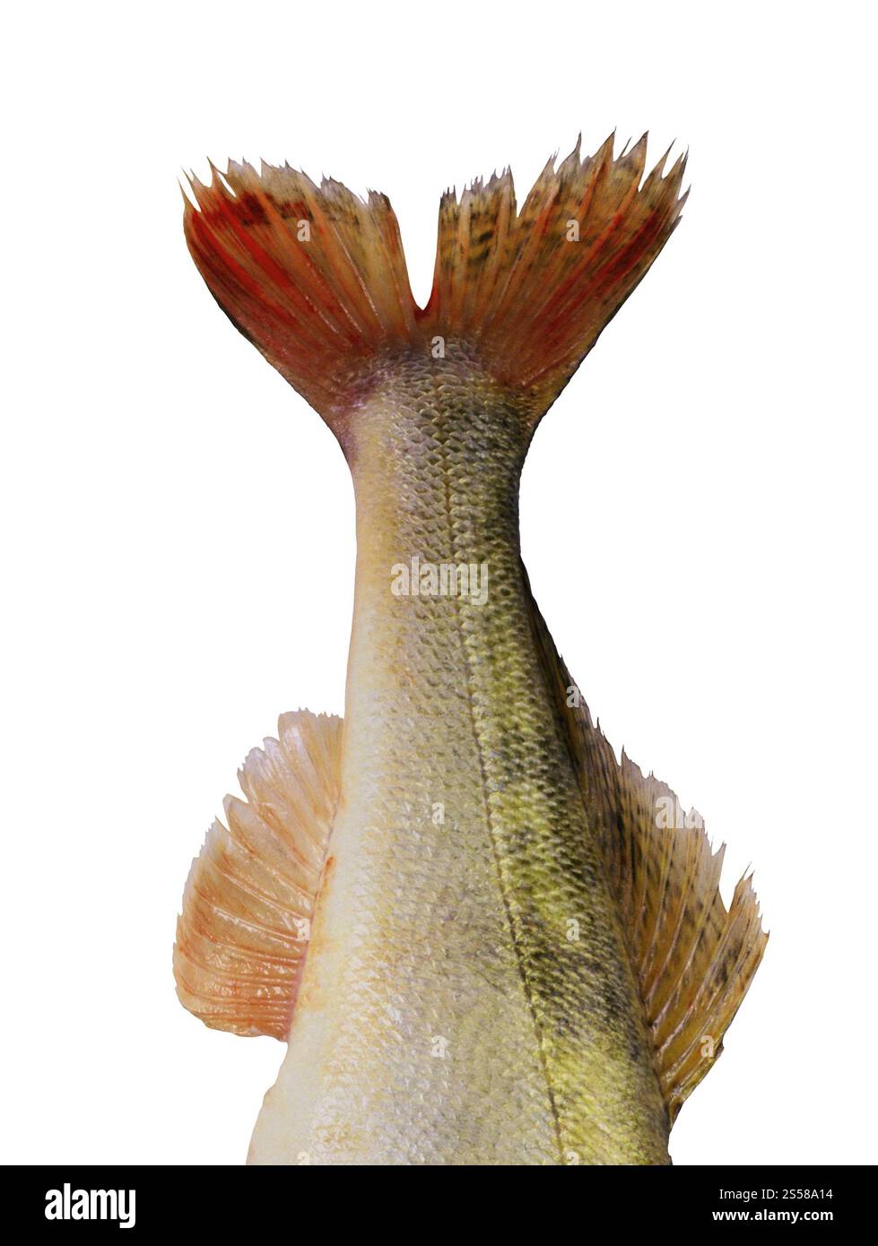 Pesce di mare isolato su bianco Foto Stock