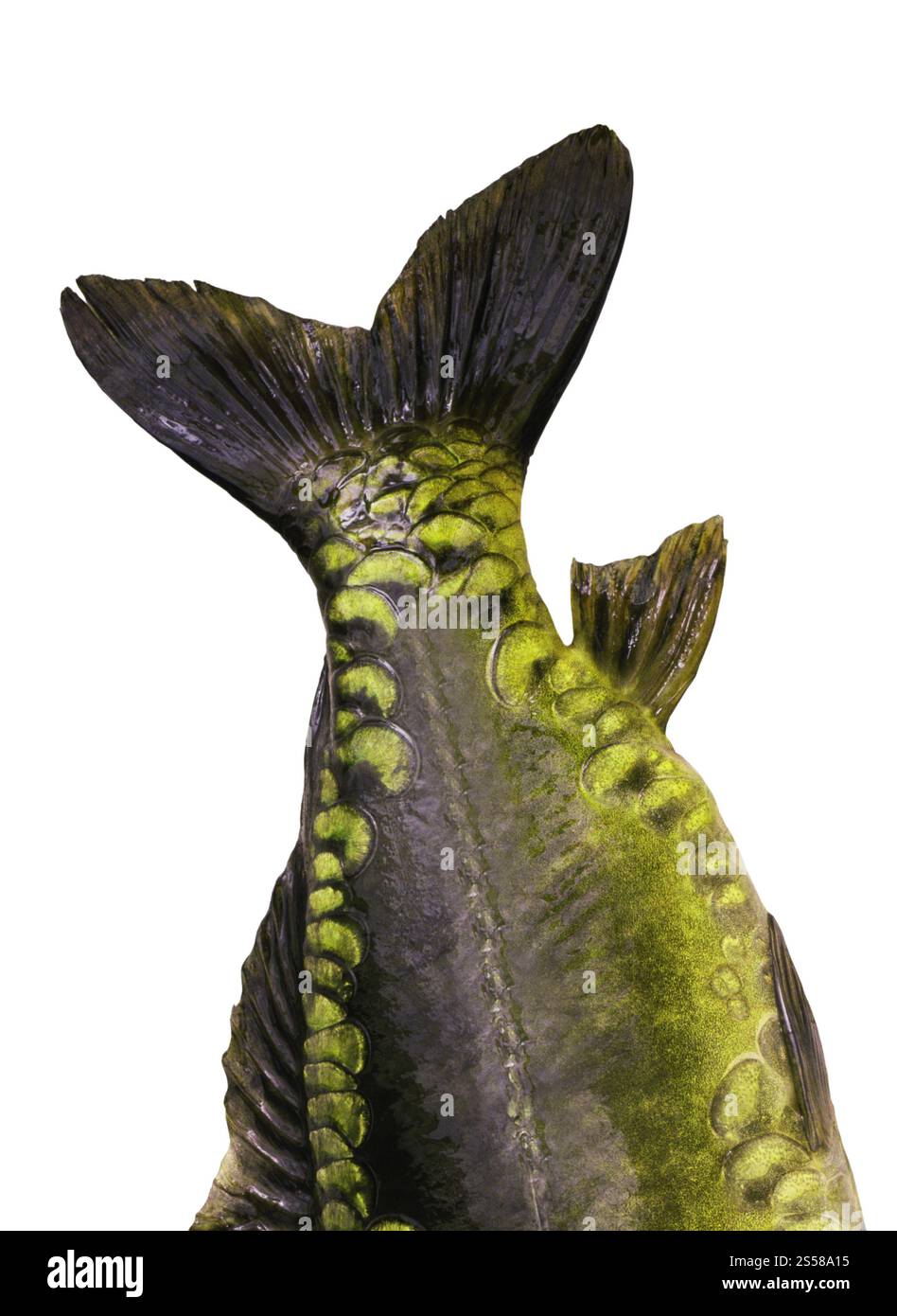 Pesci marini isolati su sfondo bianco Foto Stock