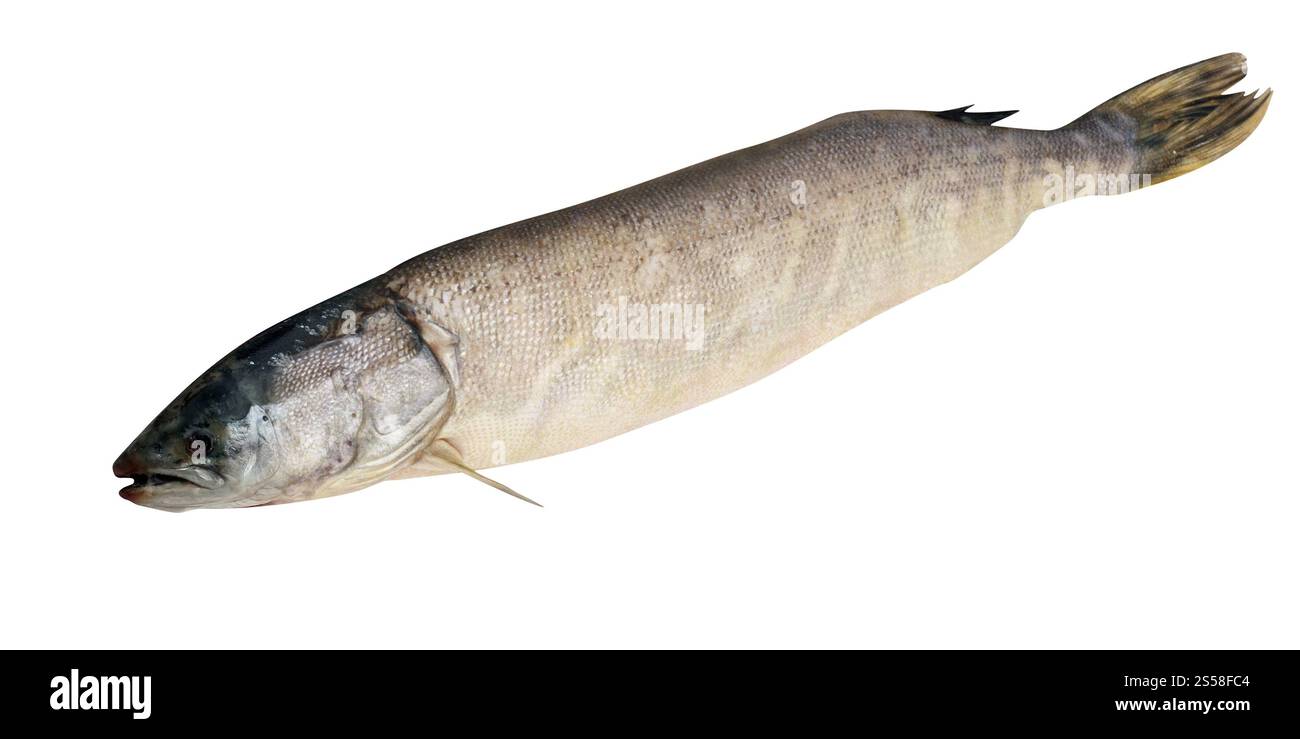 pesce crudo isolato su bianco Foto Stock