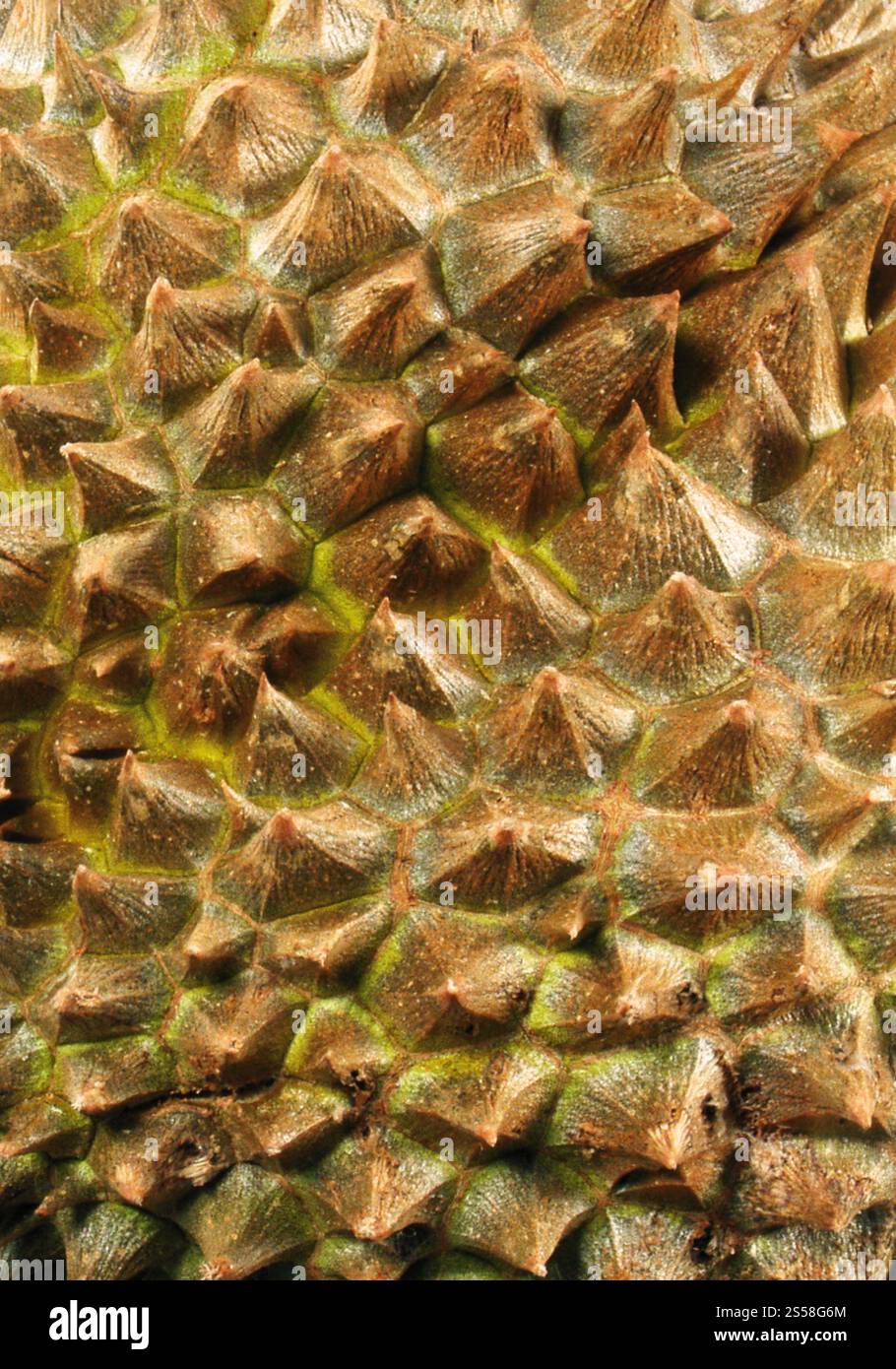 Durian frutta isolato su bianco Foto Stock