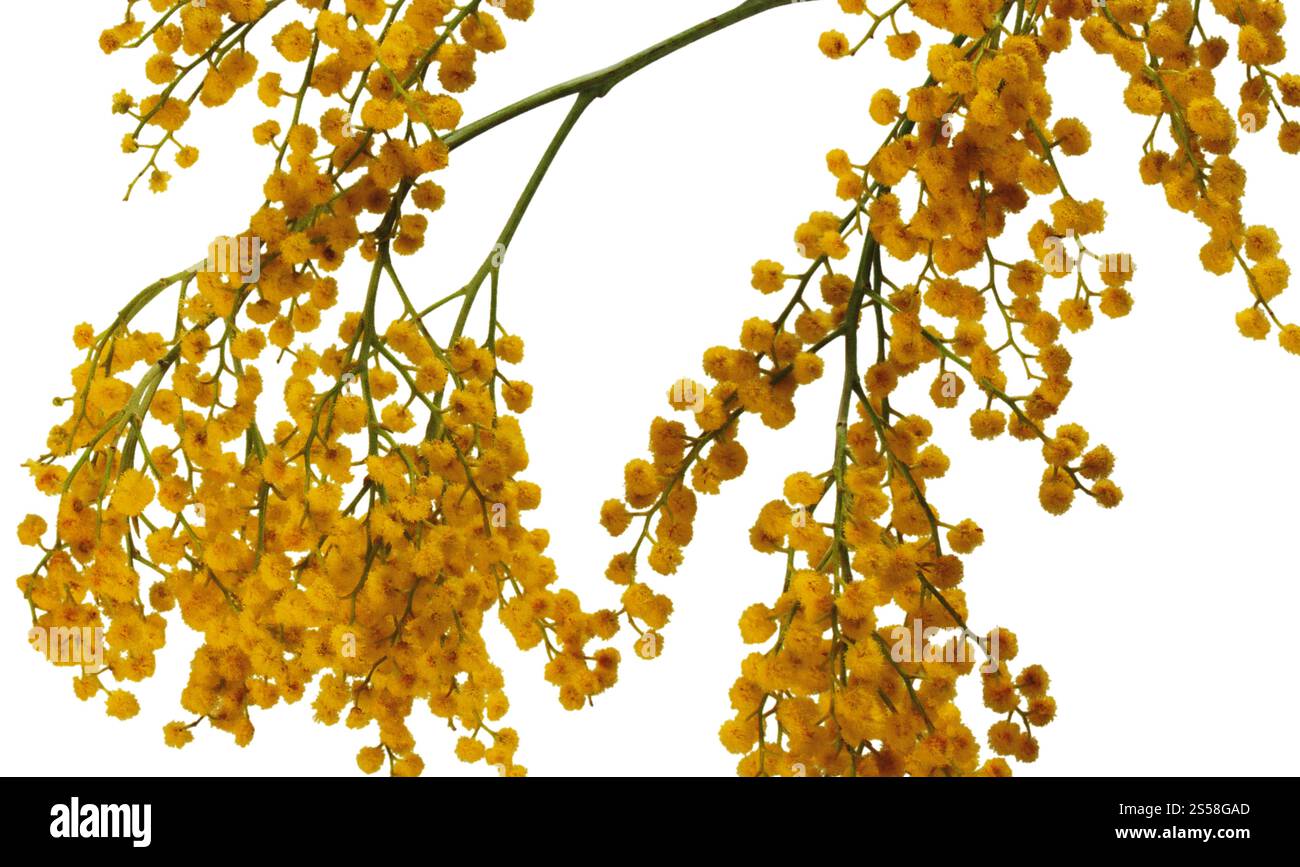 erba gialla isolata su bianco Foto Stock