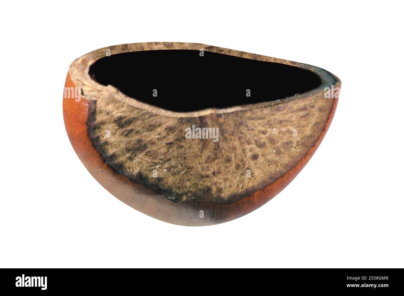 noce moscata di macadamia isolata su bacchetta bianca Foto Stock