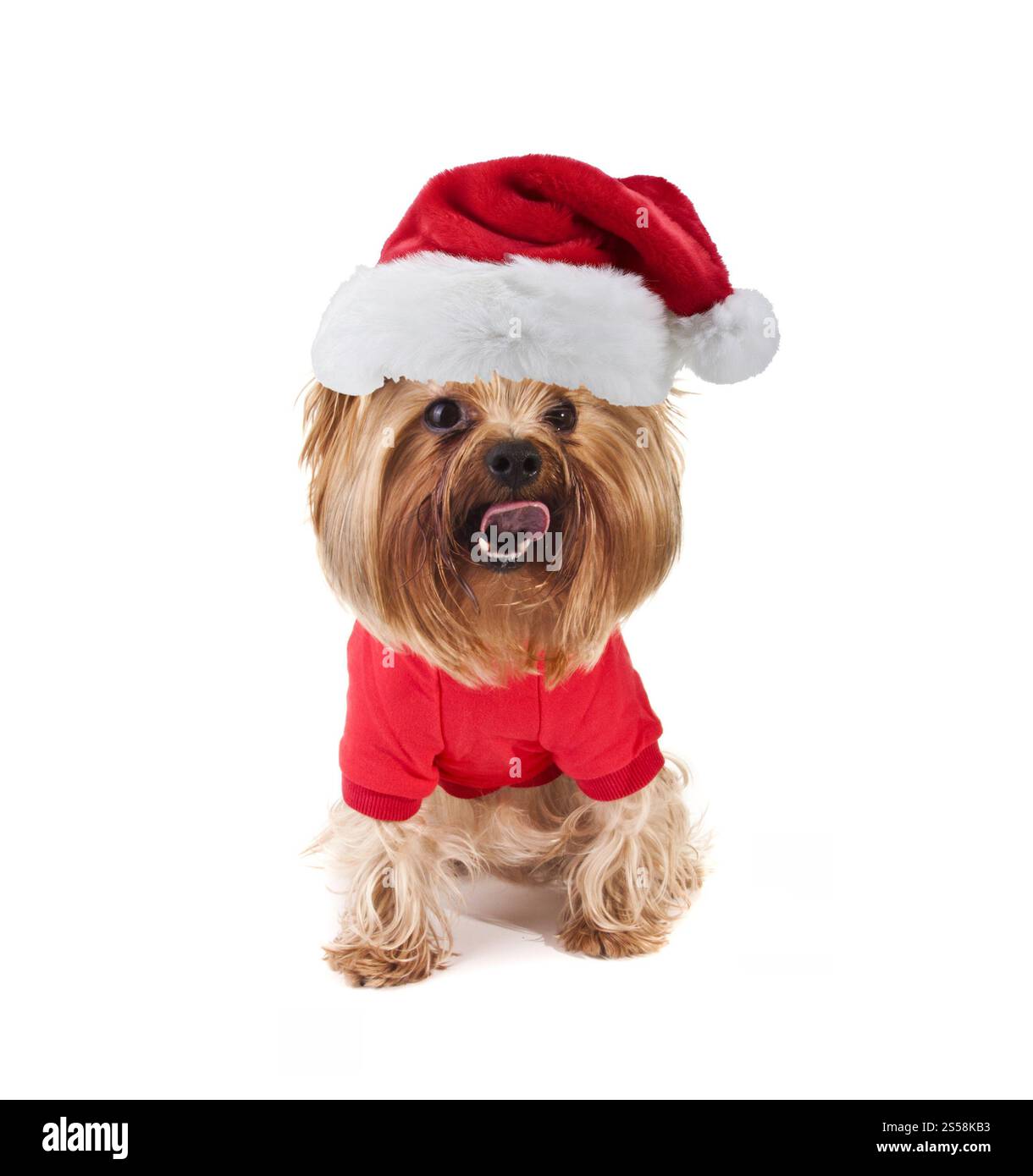 piccolo carino cane dello yorkshire con cappello di babbo natale. cane dello yorkshire con cappello di babbo natale Foto Stock
