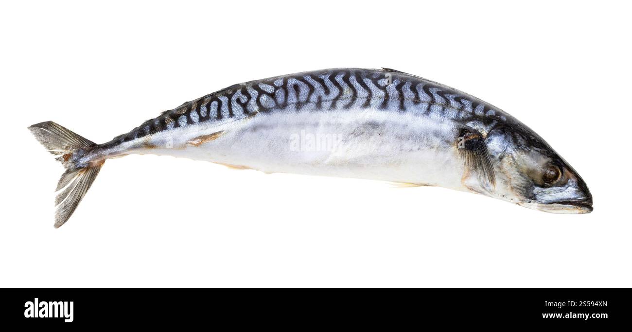 pesce sgombro congelato isolato su sfondo bianco Foto Stock