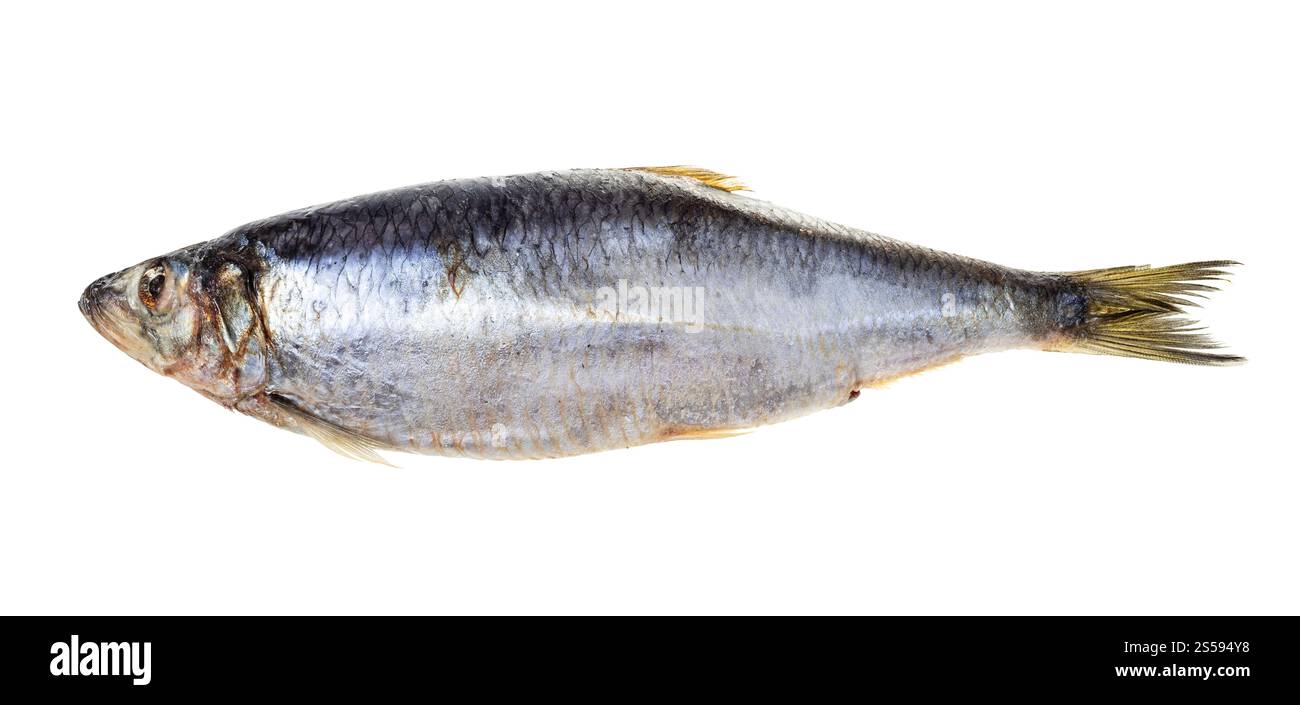 pesce di aringa del pacifico intero congelato isolato su sfondo bianco Foto Stock