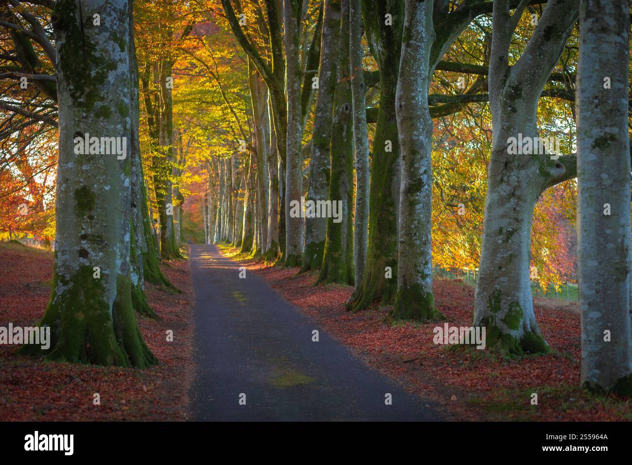 Una bella stradina all'ingresso del castello di Drummond in autunno, il miglior esempio di giardini terrazzati formali in Scozia, vicino a Crieff, Perthshire Foto Stock