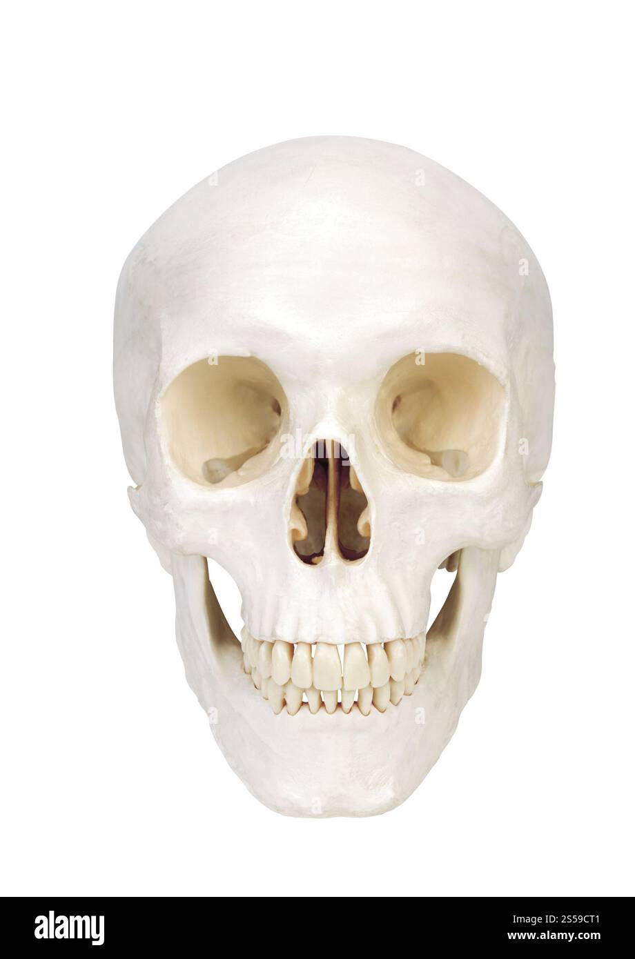 scull umano isolato su sfondo bianco. scull umano isolato Foto Stock