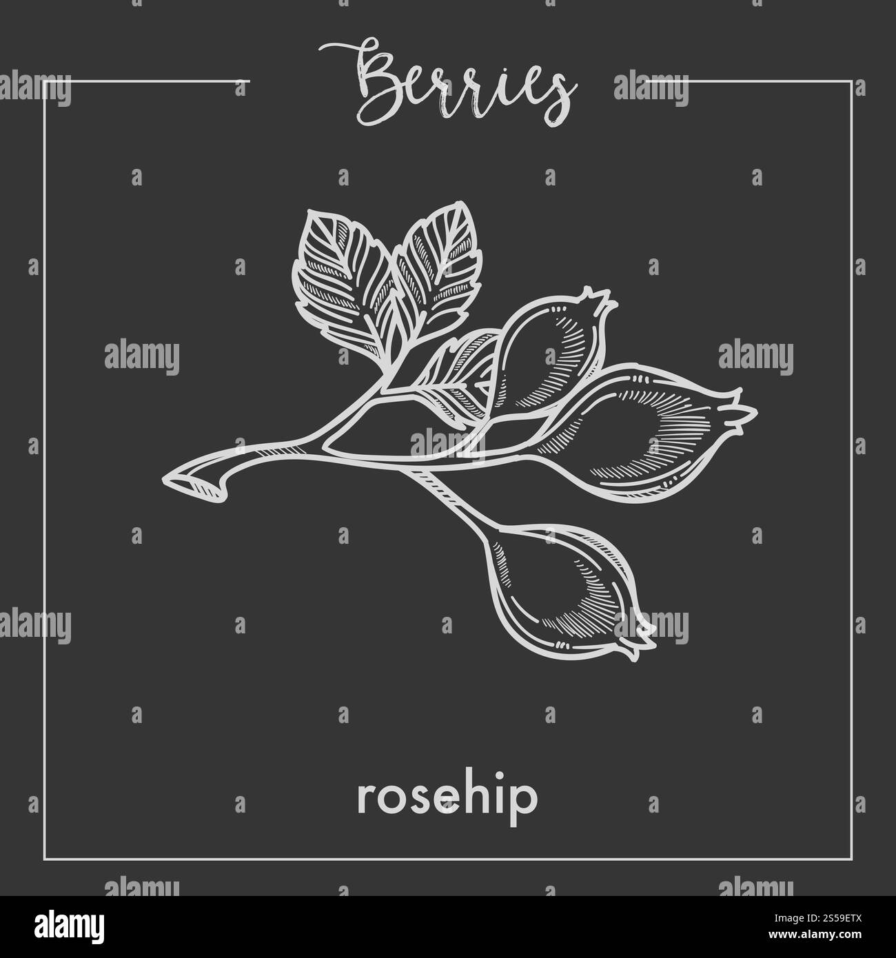 Bacche di rosehip selvatico sul ramo con foglie bozzetto seppia monocromatico. Ingrediente sano per la preparazione di tè e marmellata. Illustrazione del vettore piatto di cartoni animati isolata del prodotto naturale. Bacche di rosehip selvatico sul ramo con foglie bozzetto seppia monocromatico. Illustrazione Vettoriale