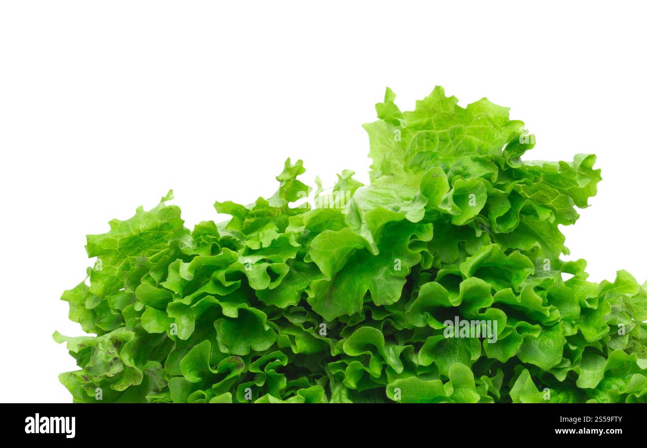 Selezione di foglie di insalata verde mista fresca. foglie di insalata verde Foto Stock Selezione di foglie di insalata verde mista fresca. foglie di insalata verde Foto Stock