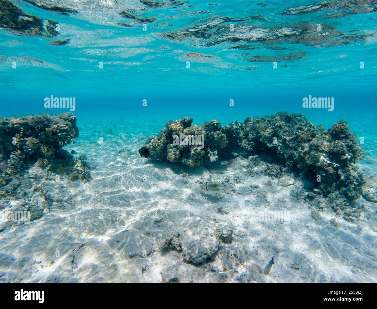 Vista mozzafiato sott'acqua del Mar Rosso, Egitto Foto Stock