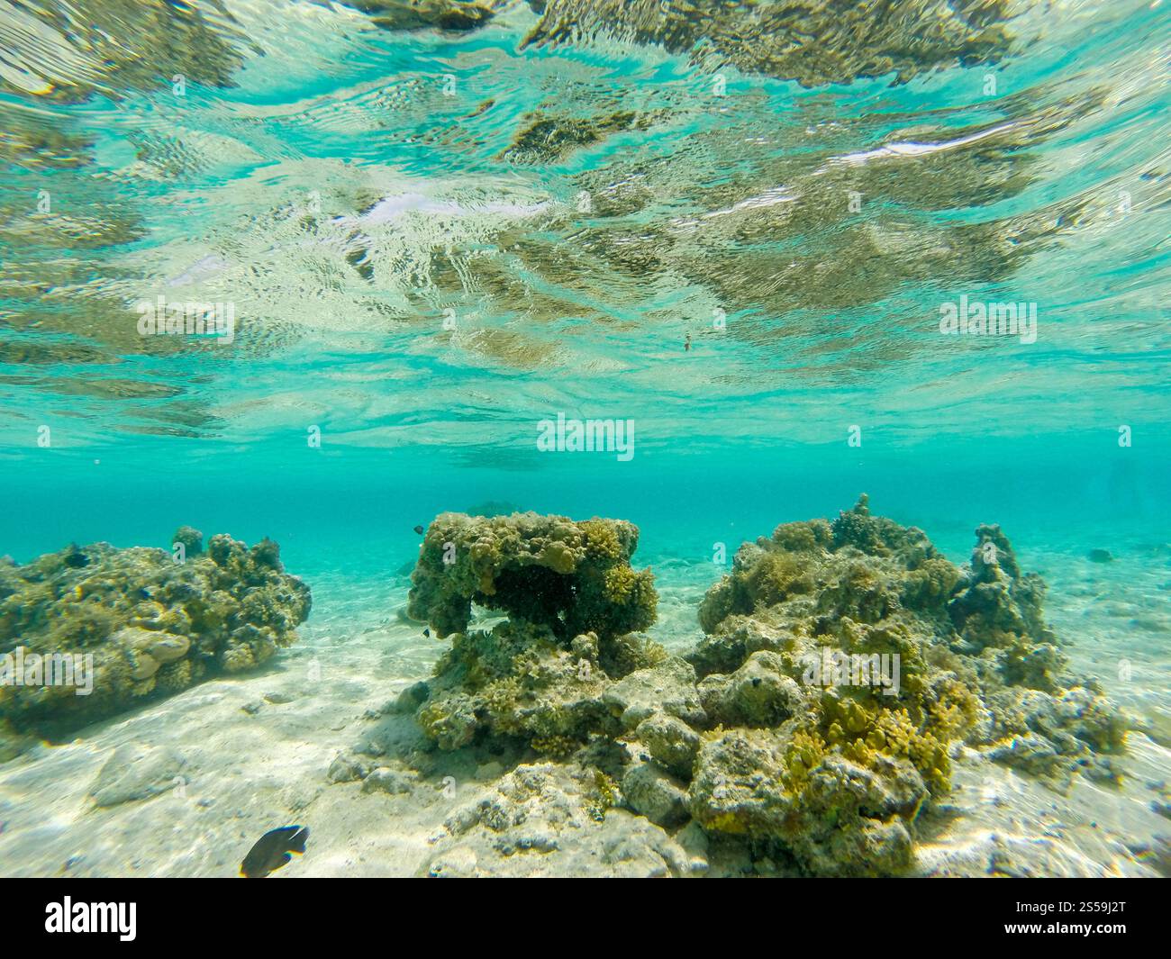 Vista mozzafiato sott'acqua del Mar Rosso, Egitto Foto Stock