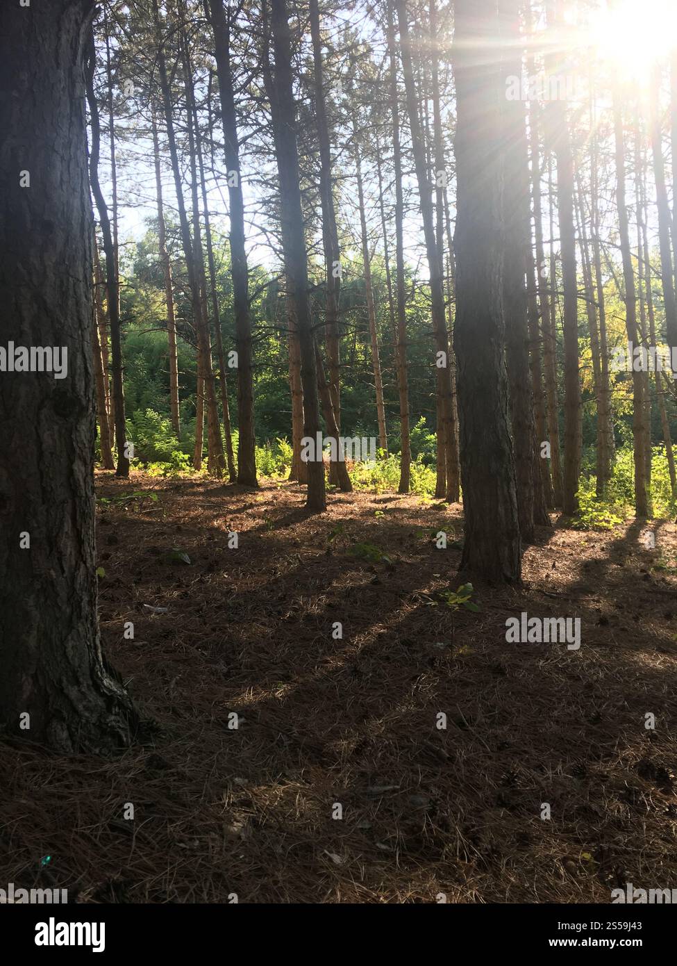 Bel tramonto nel bosco Foto Stock