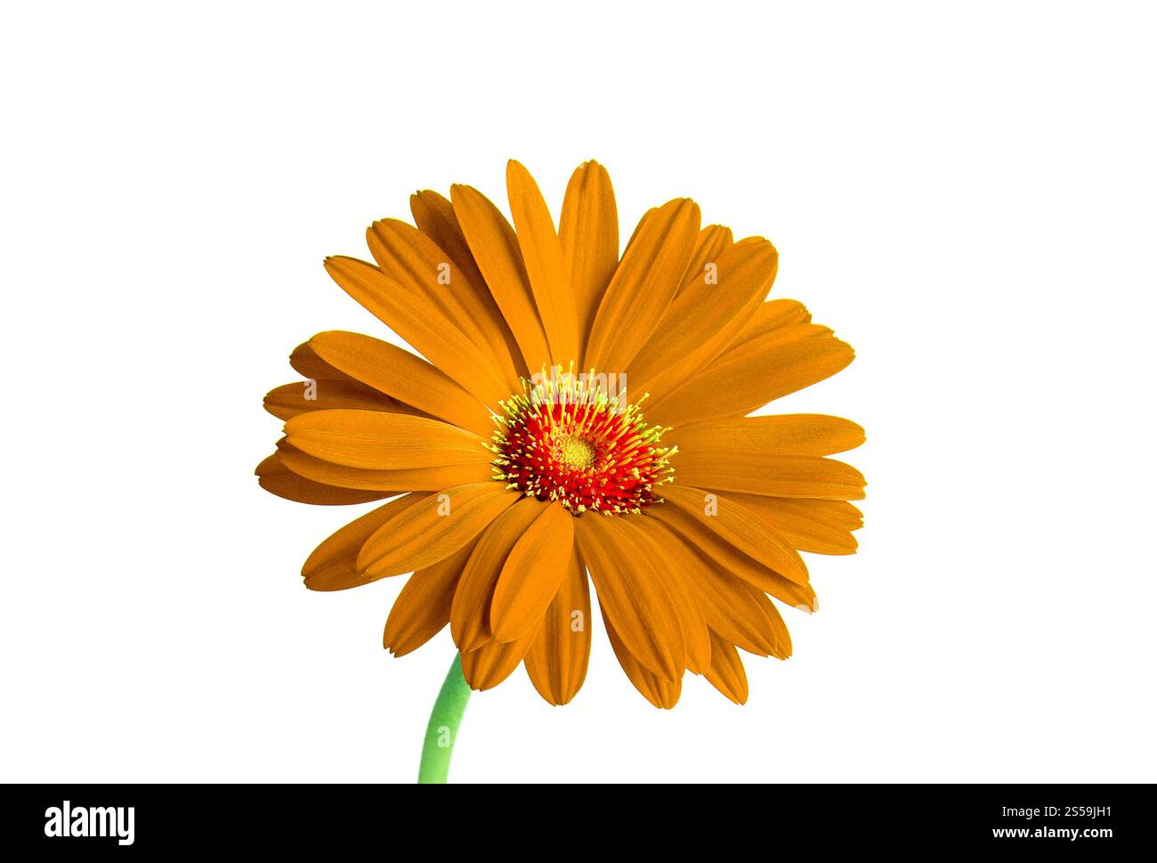 Fiore d'arancio isolato su sfondo bianco. Fiore d'arancia Foto Stock
