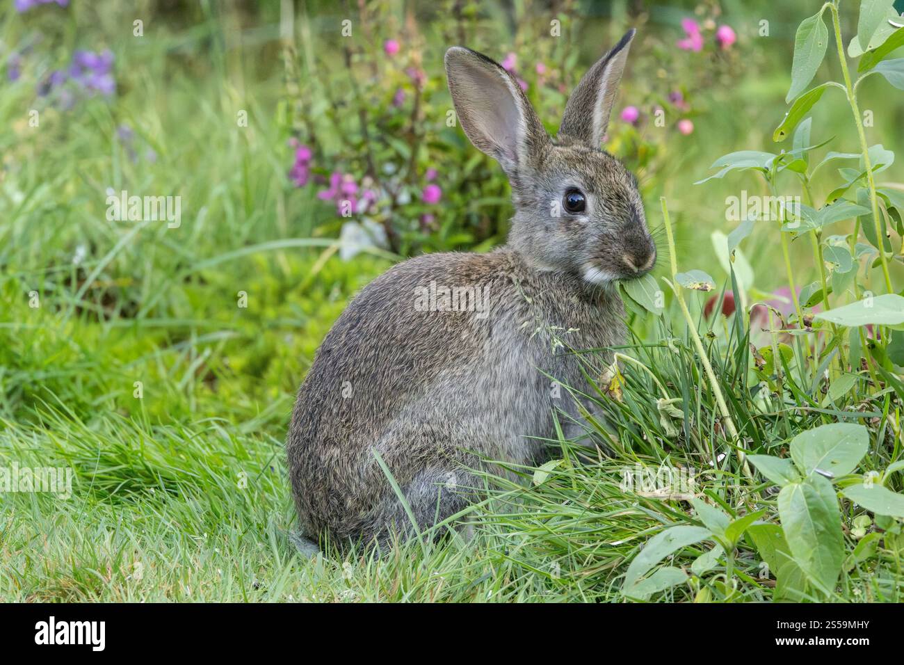 Coniglio selvatico europeo, Oryctolagus cuniculus, in posizione tranquilla ma attenta, mangiando una foglia d'erba guardando il fotografo contro un blurr Foto Stock
