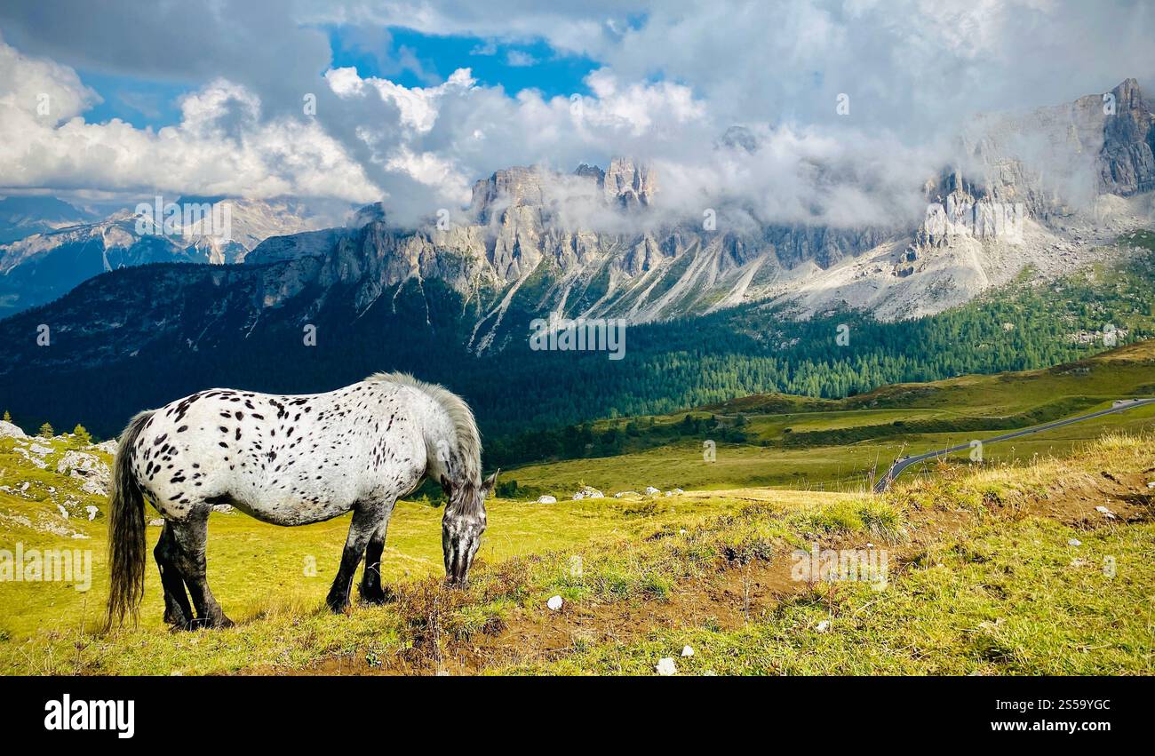 Pascolo di cavalli nelle Dolomiti, Italia Foto Stock