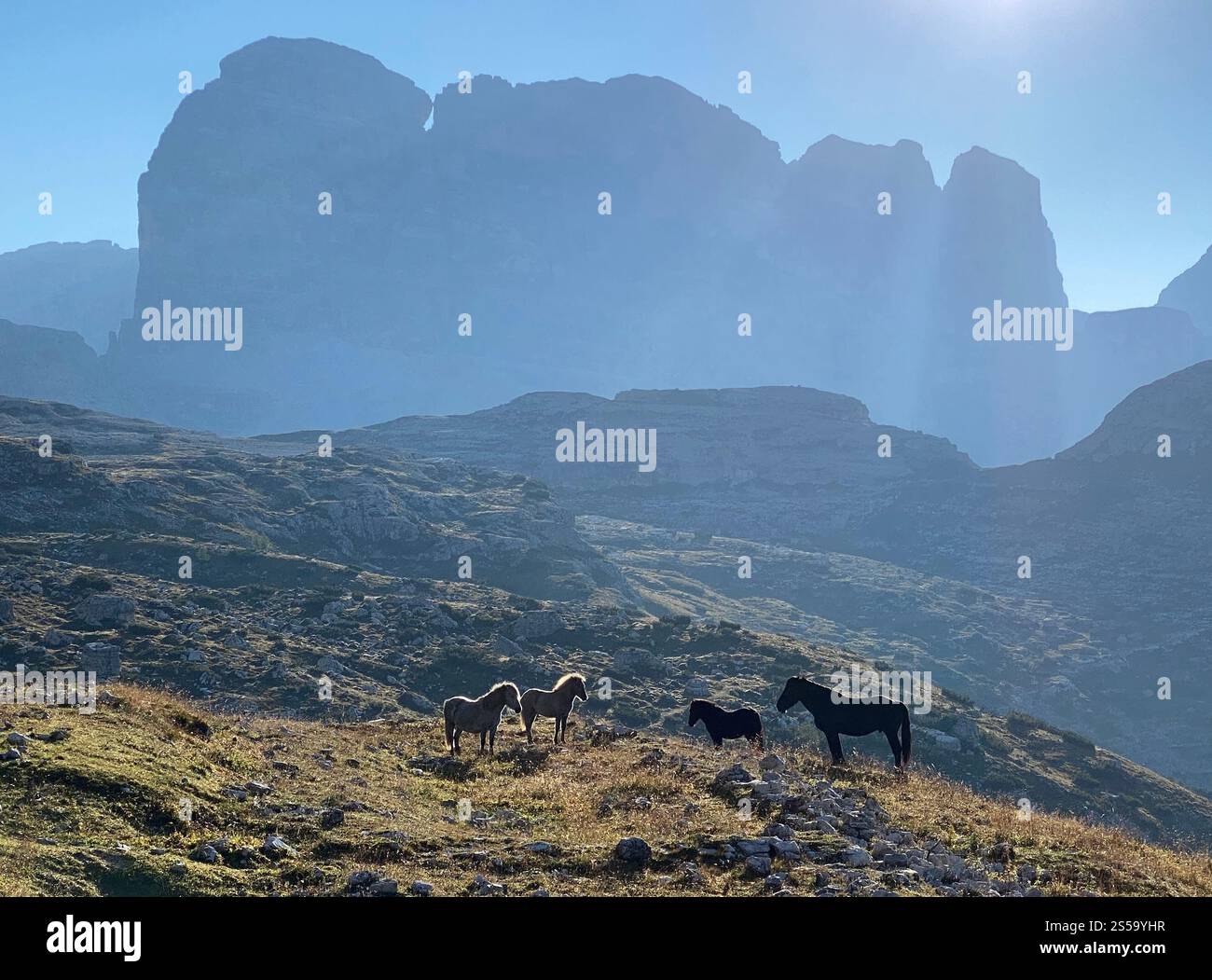 Cavalli nella natura e in montagna, tre Cime di LavaredoI, Dolomiti, Italia Foto Stock