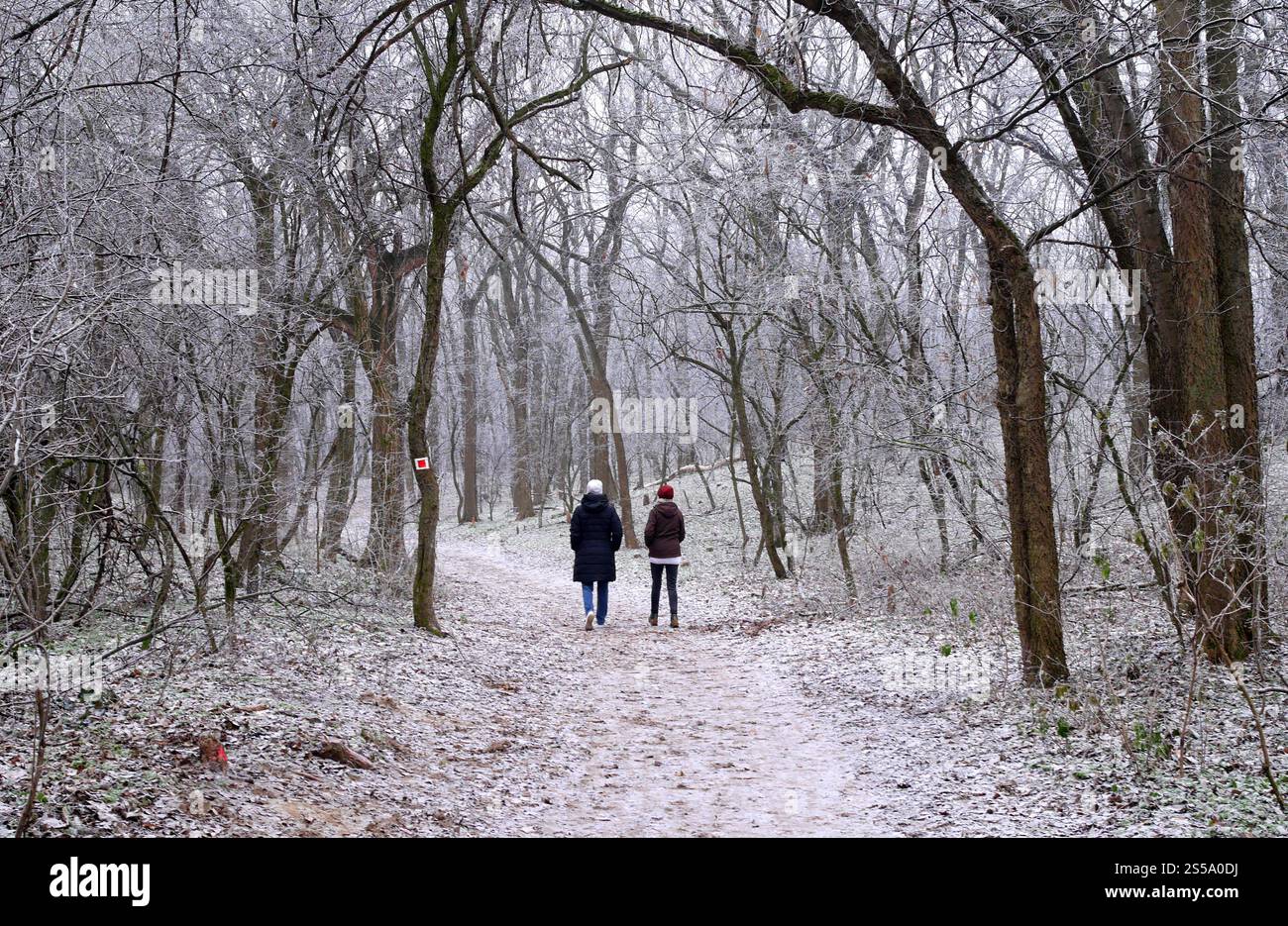 Due donne che camminano lungo un sentiero attraverso i boschi in inverno, Szigethalom, Ungheria Foto Stock