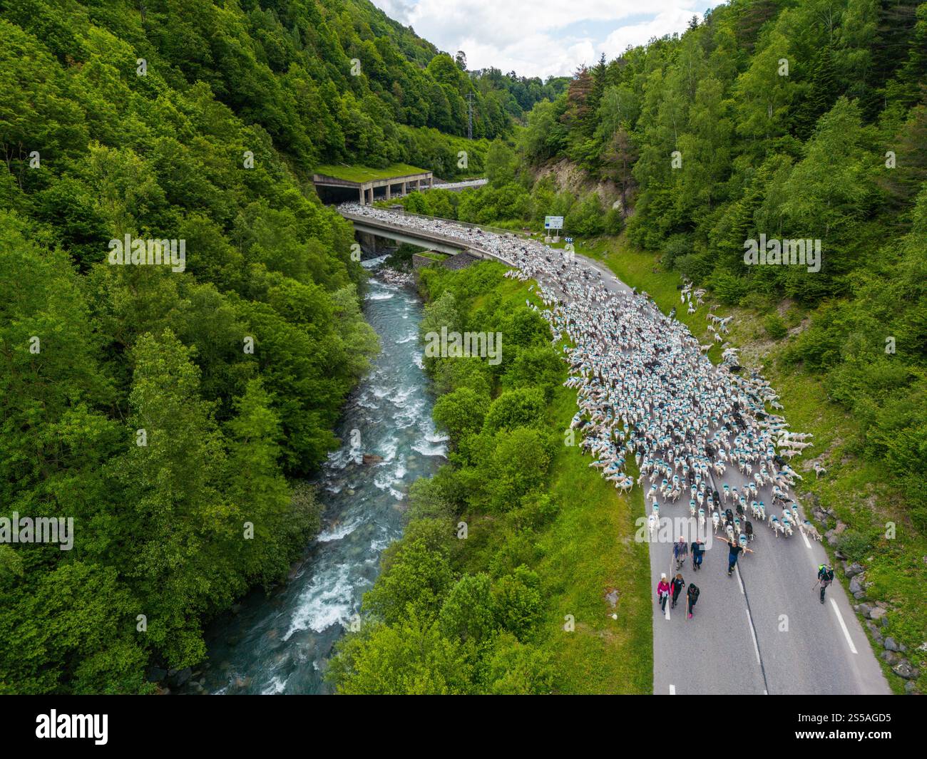 Alta Valle dell'Aure (Francia sud-occidentale), 1 giugno 2024: Più di 3.500 pecore sono tornate ai pascoli di Moudang per l'annuale tradizionale Foto Stock